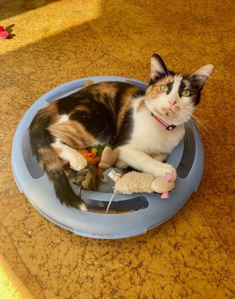 Enlarge Brie, a Adoptable mixed breed in St. Louis, MO image 6/6