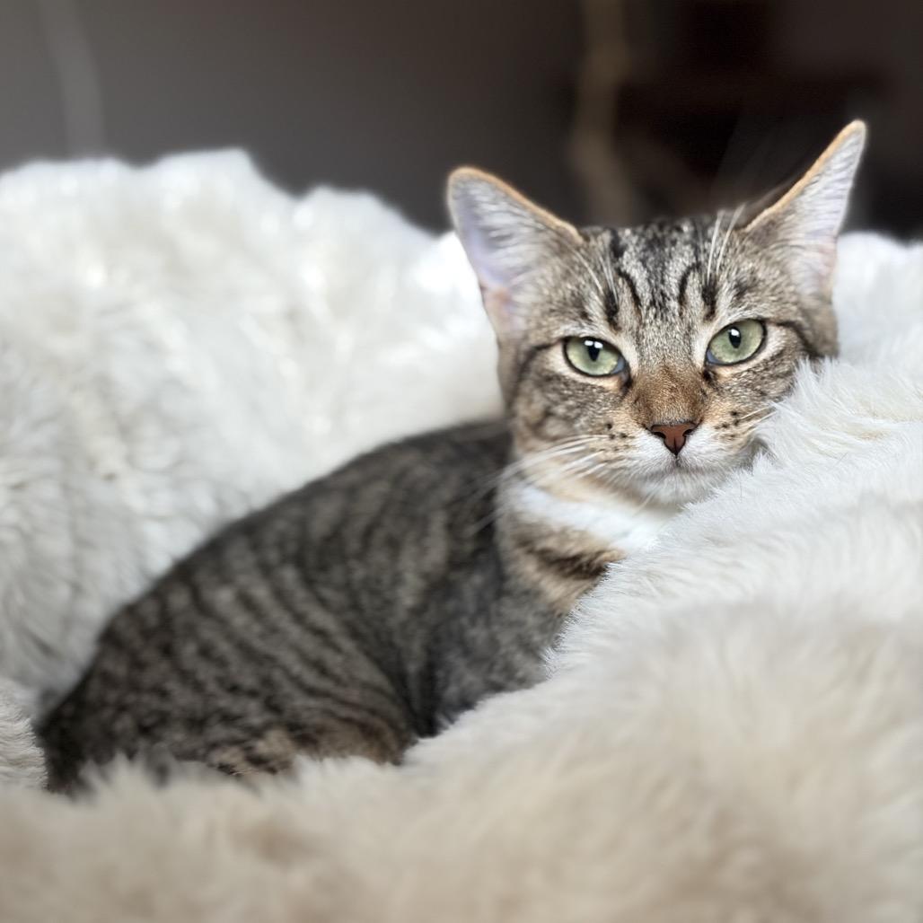 Enlarge Emma (Bonded w/ Josephine), a Adoptable mixed breed in Latham, NY image 3/6