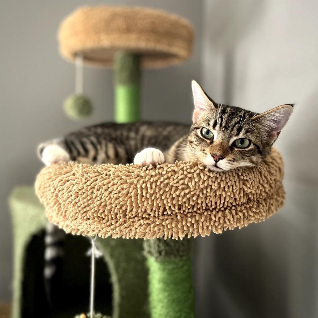 Emma (Bonded w/ Josephine), Adoptable, Young Female American Shorthair & Tabby.
