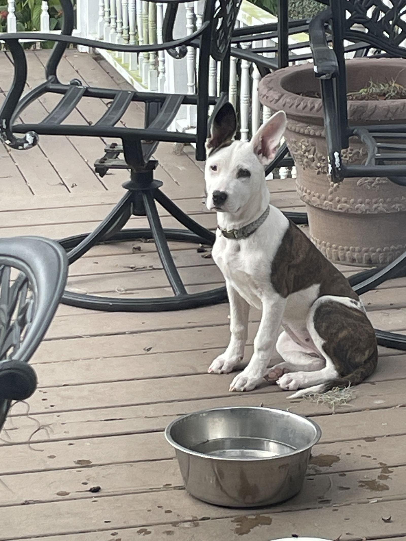 Enlarge Valerie, a Adoptable Terrier in Mobile, AL image 1/1