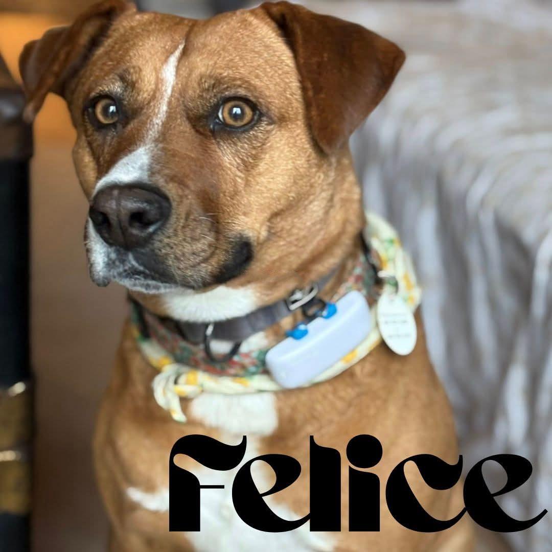 Felice