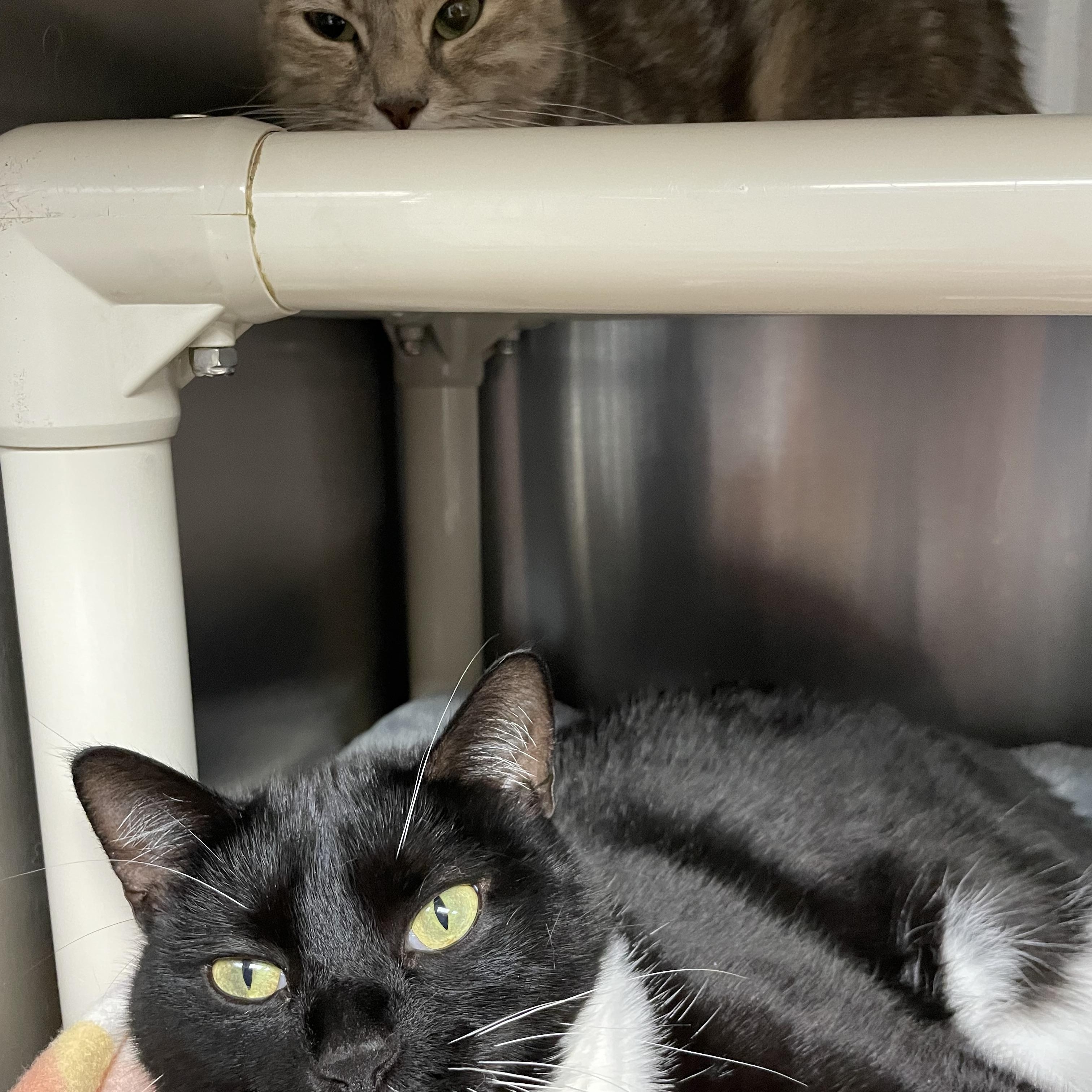 Enlarge Maxi and Willow (bonded girls), a ADOPTABLE Tuxedo in North Kingstown, RI image 5/5