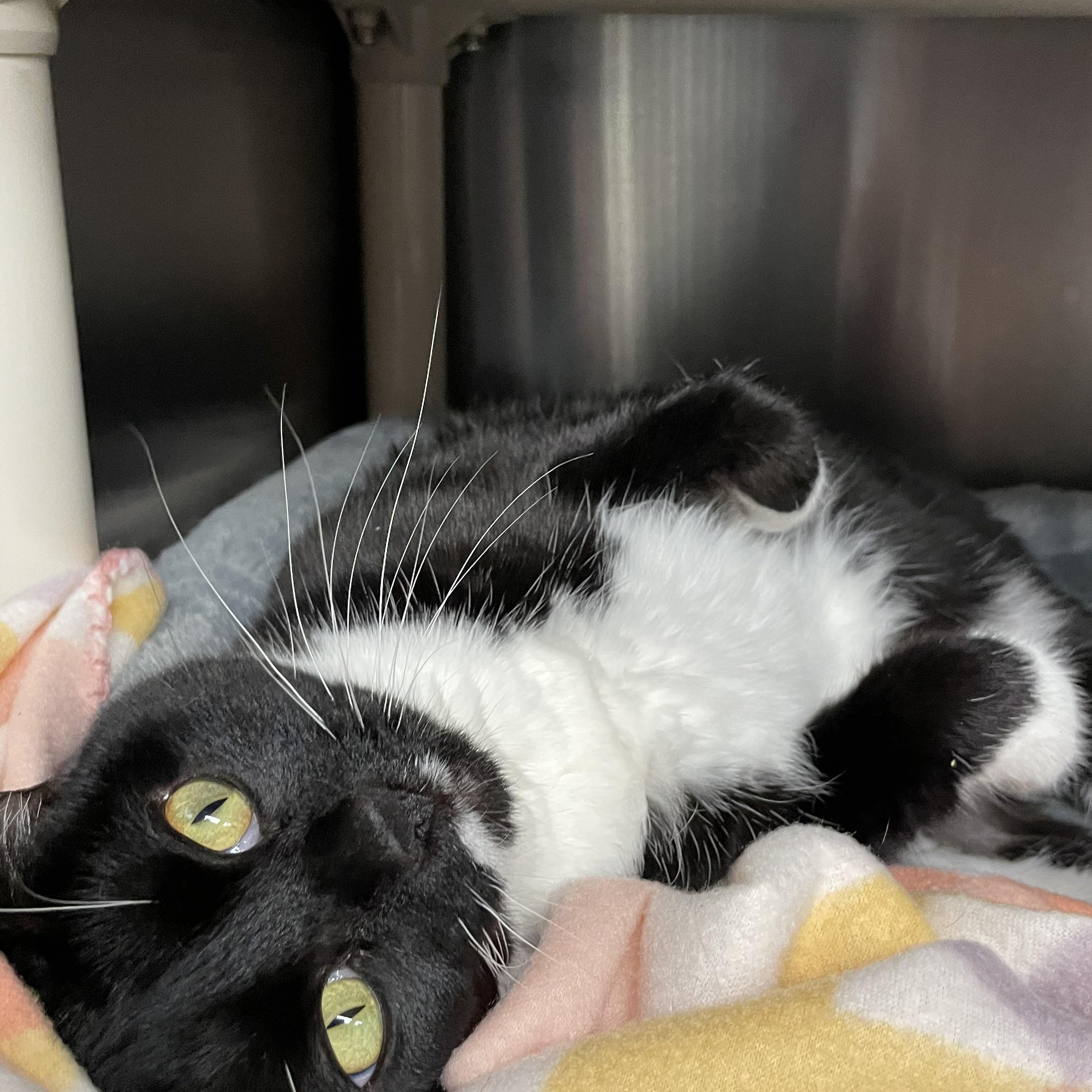 Enlarge Maxi and Willow (bonded girls), a ADOPTABLE Tuxedo in North Kingstown, RI image 4/5