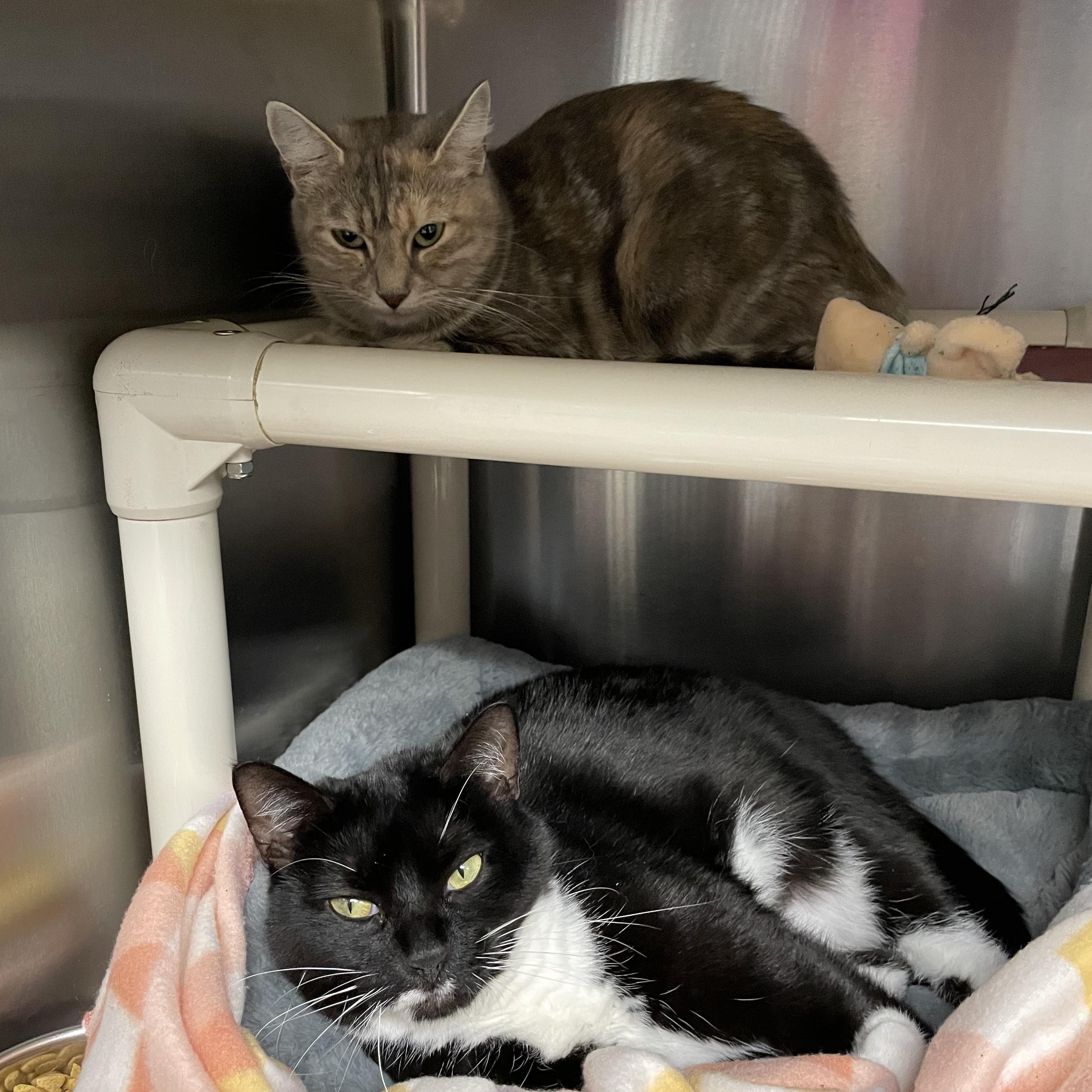 Maxi and Willow (bonded girls), ADOPTABLE, Young Female Tuxedo.