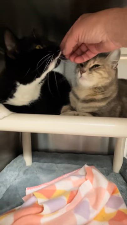 Enlarge Maxi and Willow (bonded girls), a ADOPTABLE Tuxedo in North Kingstown, RI video 2/5