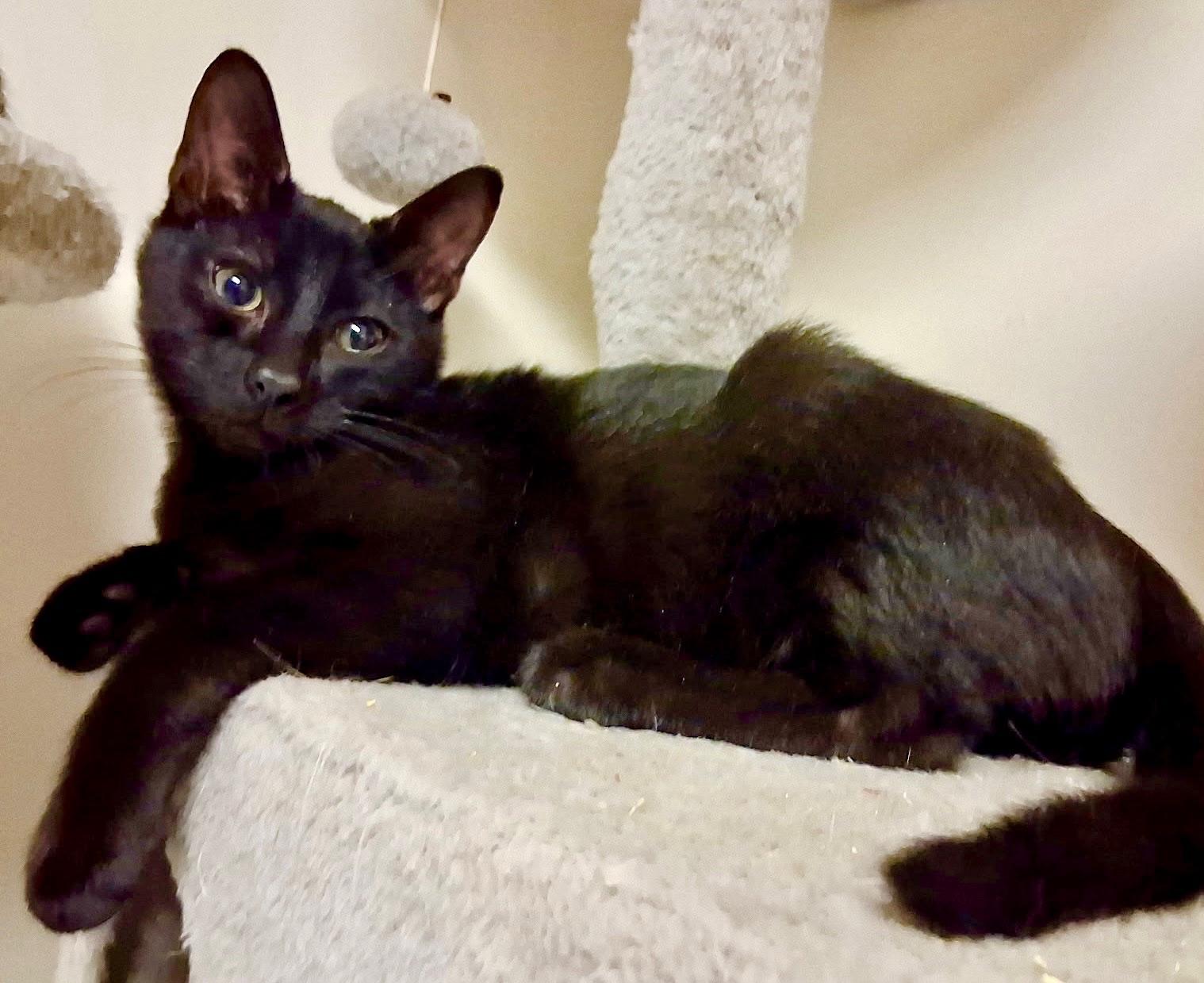 Enlarge Sonny , a ADOPTABLE Domestic Short Hair in Monroe Township, NJ image 1/1