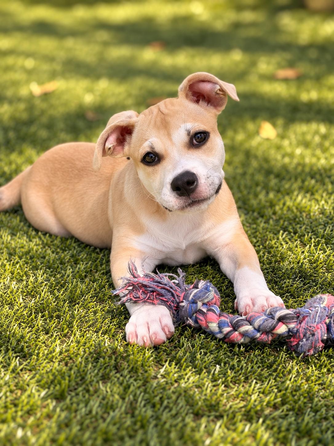 Enlarge MAEVE, a Adoptable mixed breed in Albany, NY image 2/6