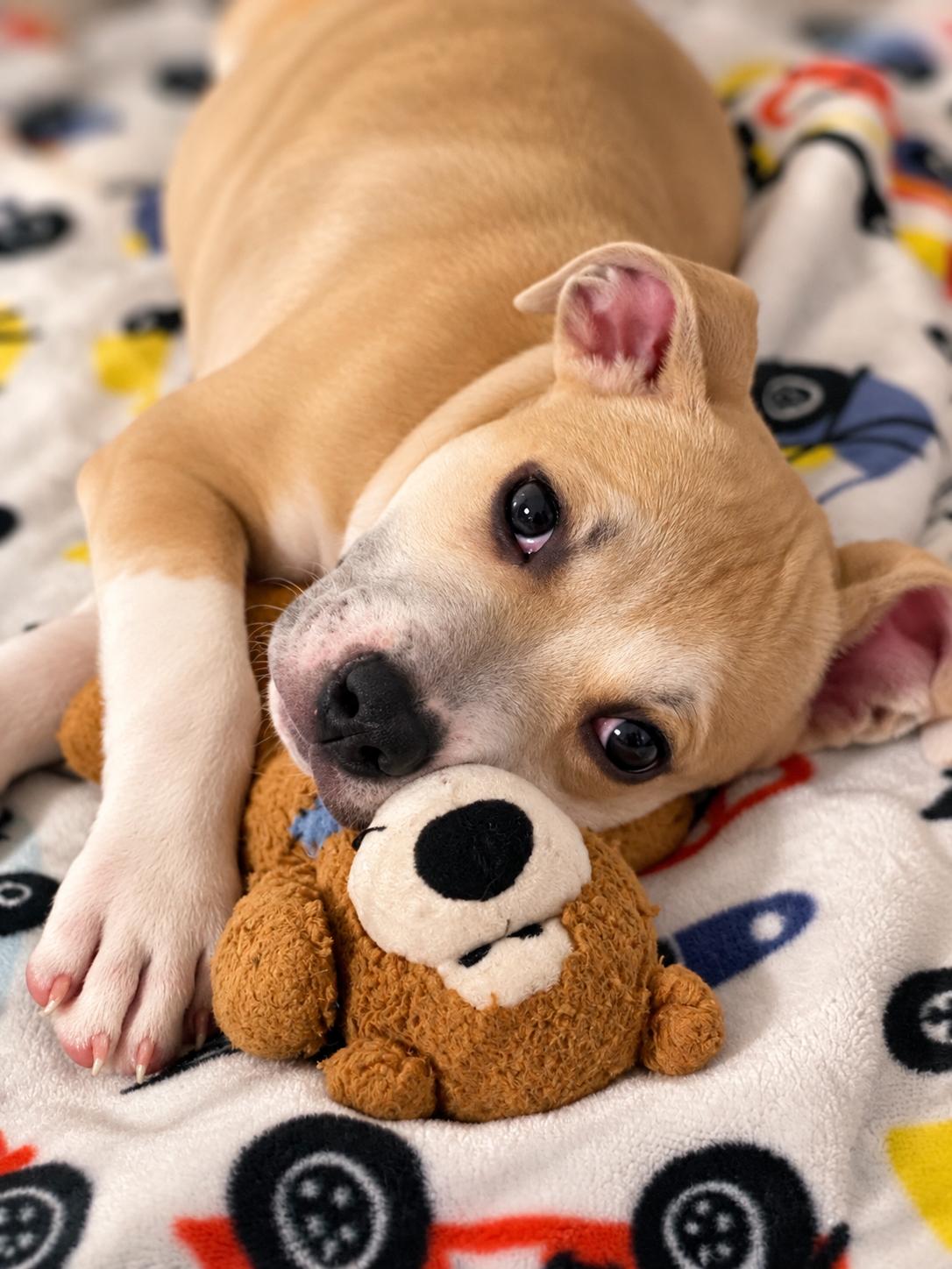 Enlarge MAEVE, a Adoptable mixed breed in Albany, NY image 5/6