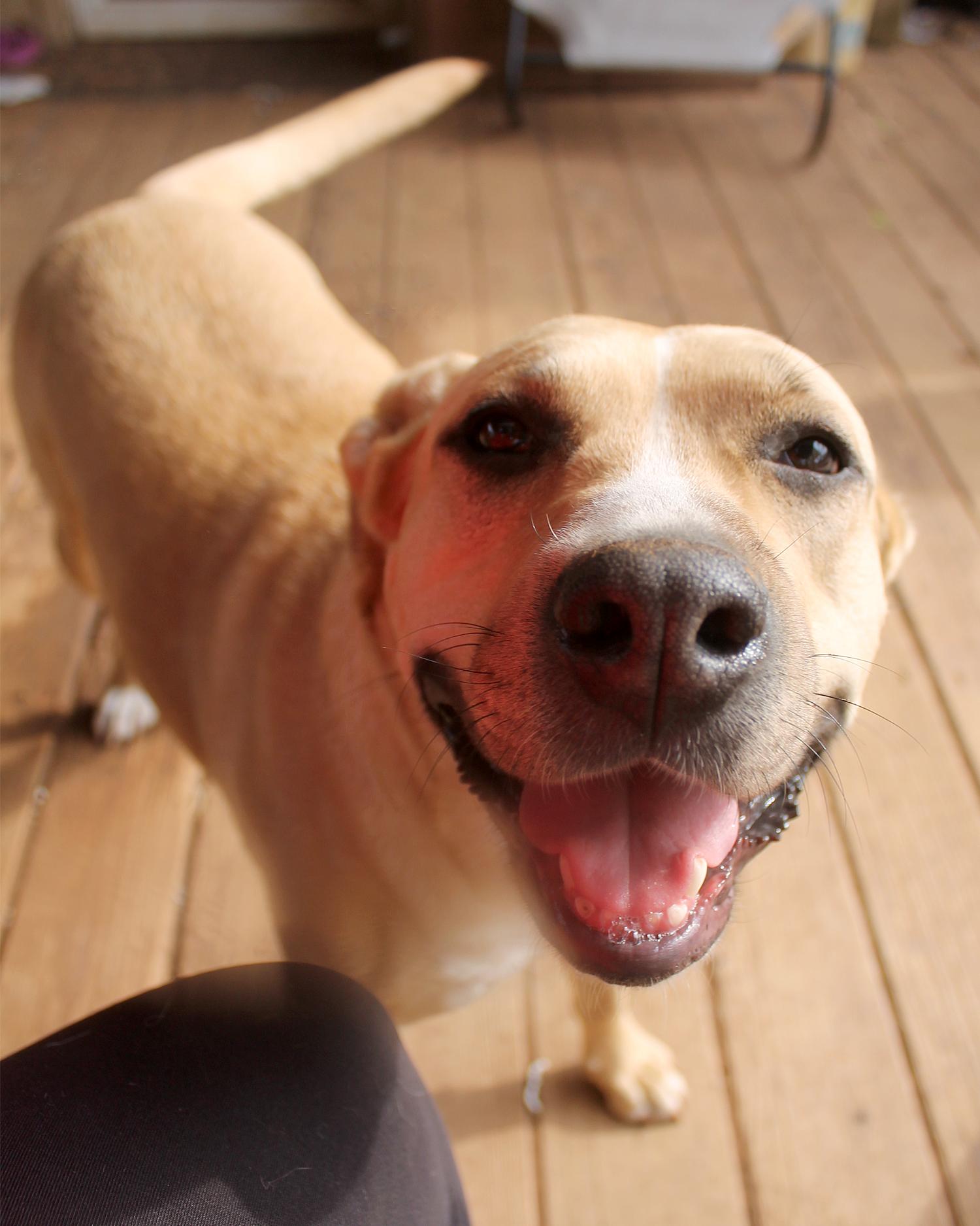 Myah, Adoptable, Adult Female Pit Bull Terrier.