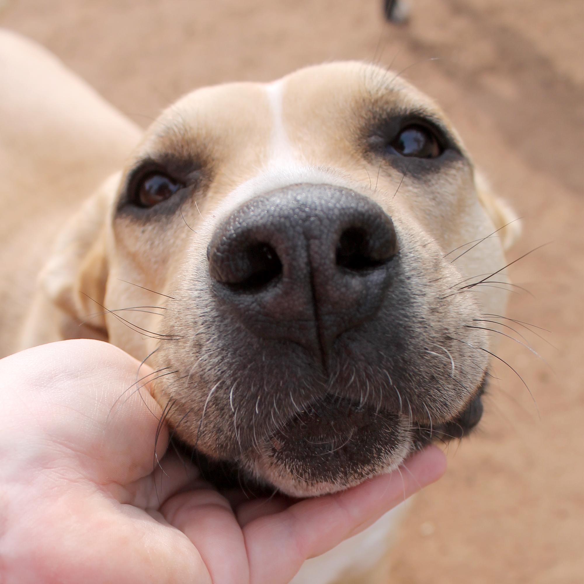 Enlarge Myah, a Adoptable Pit Bull Terrier in Guthrie, OK image 3/6
