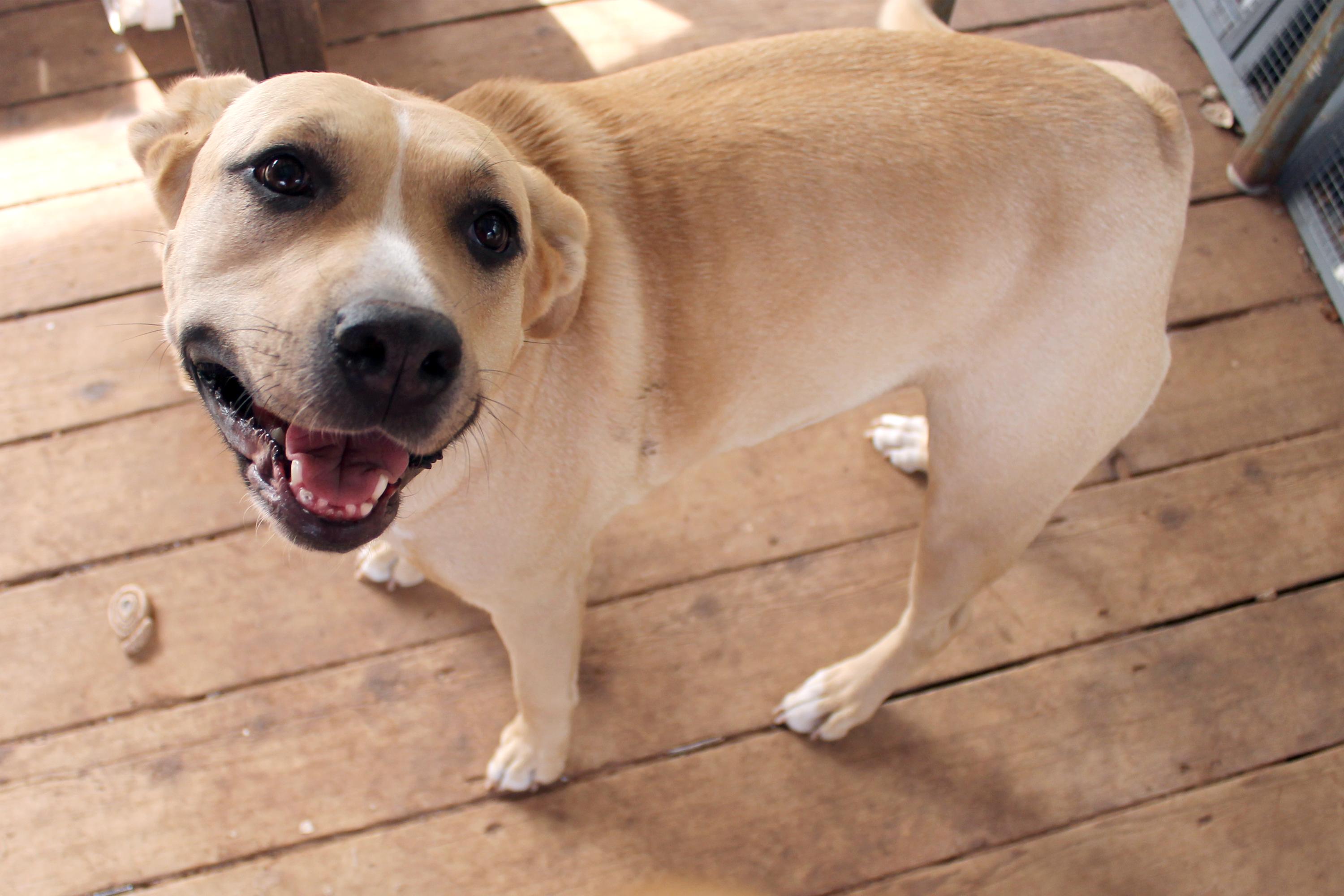 Enlarge Myah, a Adoptable Pit Bull Terrier in Guthrie, OK image 6/6