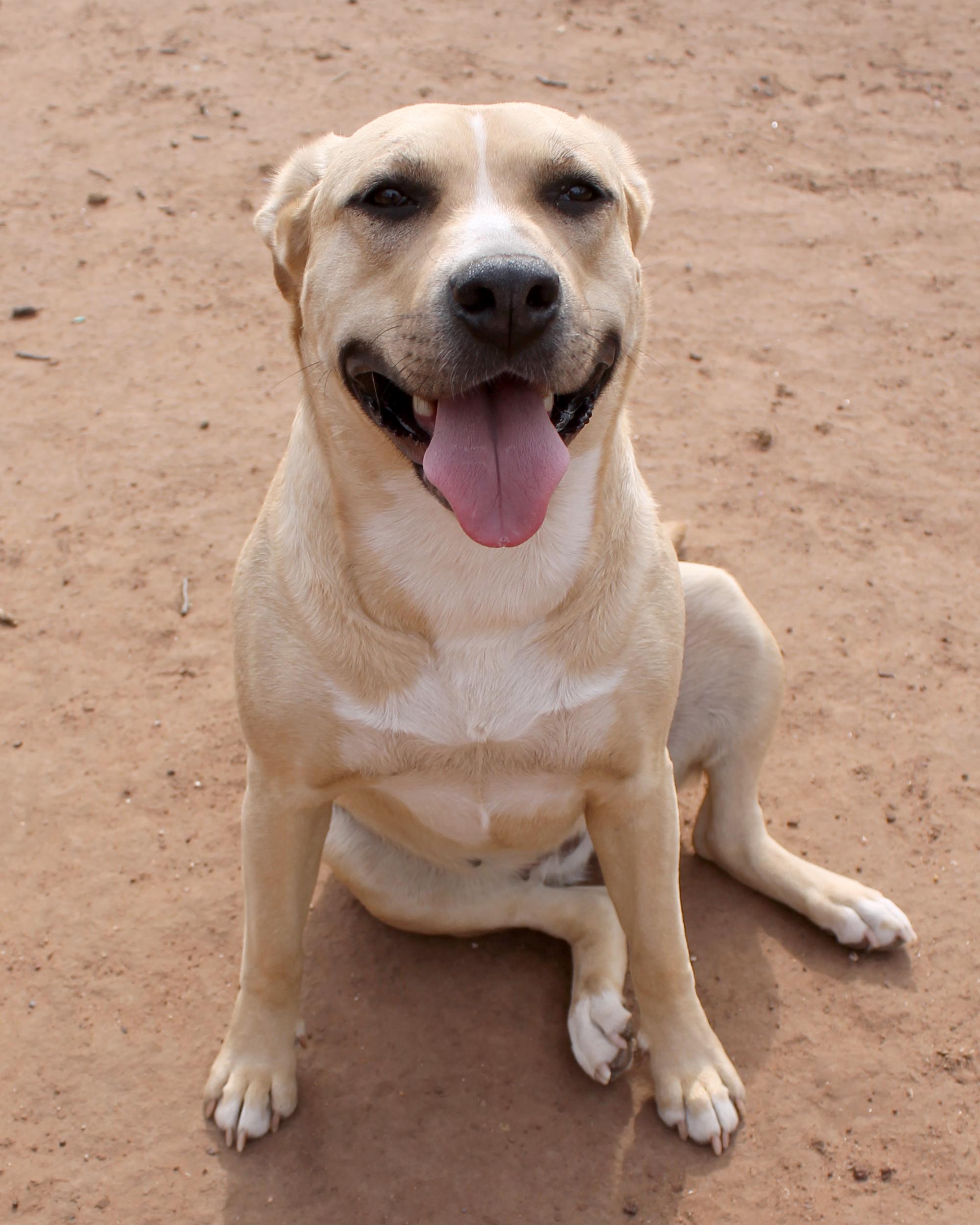 Enlarge Myah, a Adoptable Pit Bull Terrier in Guthrie, OK image 4/6