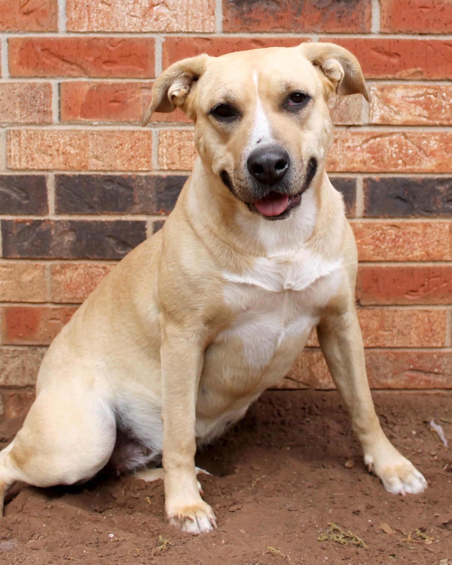 Enlarge Myah, a Adoptable Pit Bull Terrier in Guthrie, OK image 2/6