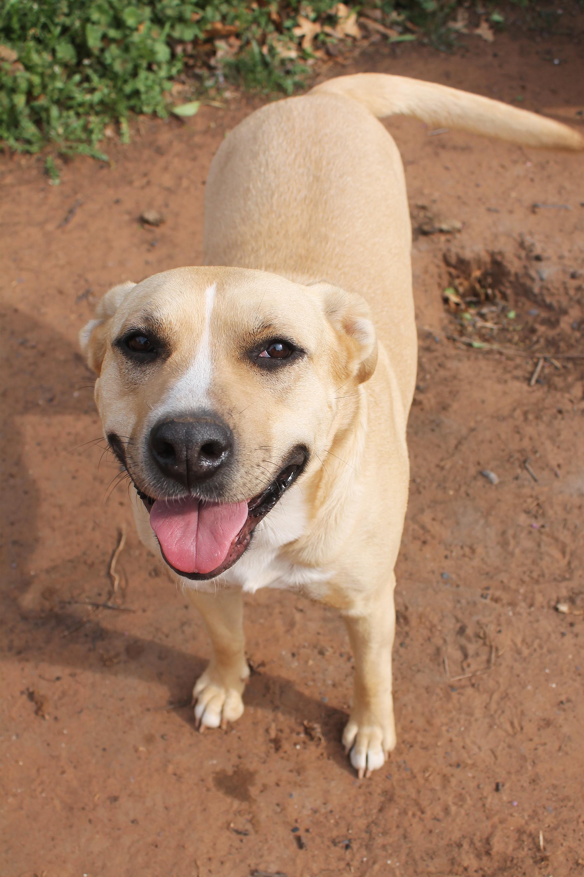 Enlarge Myah, a Adoptable Pit Bull Terrier in Guthrie, OK image 5/6