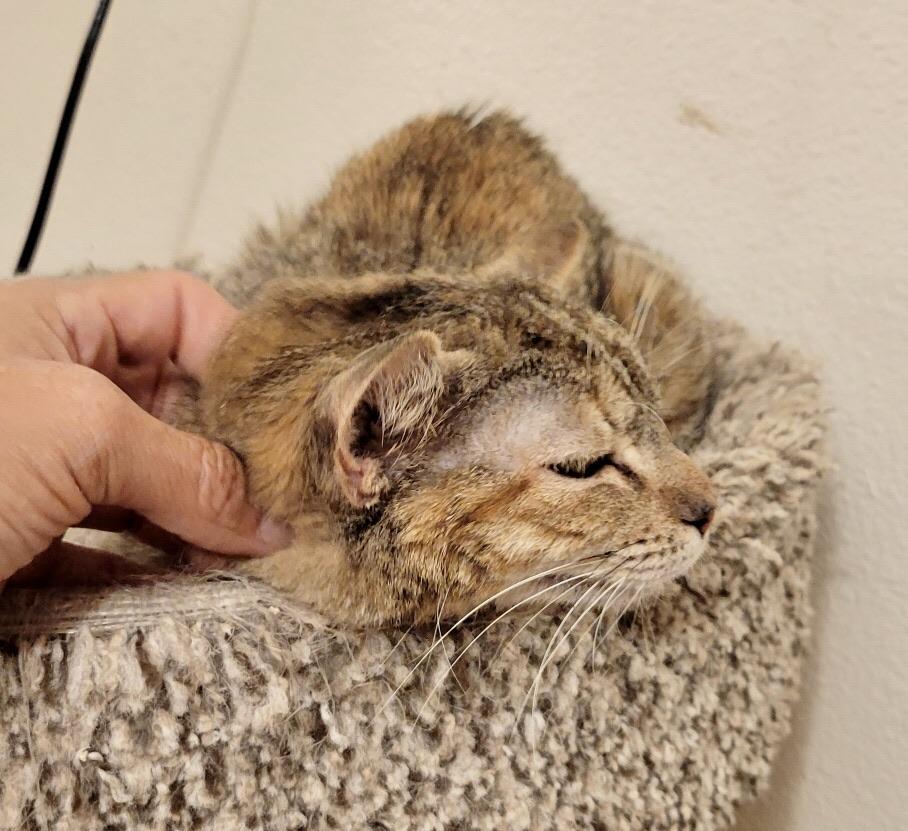 SweetPea