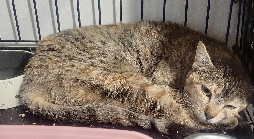 SweetPea