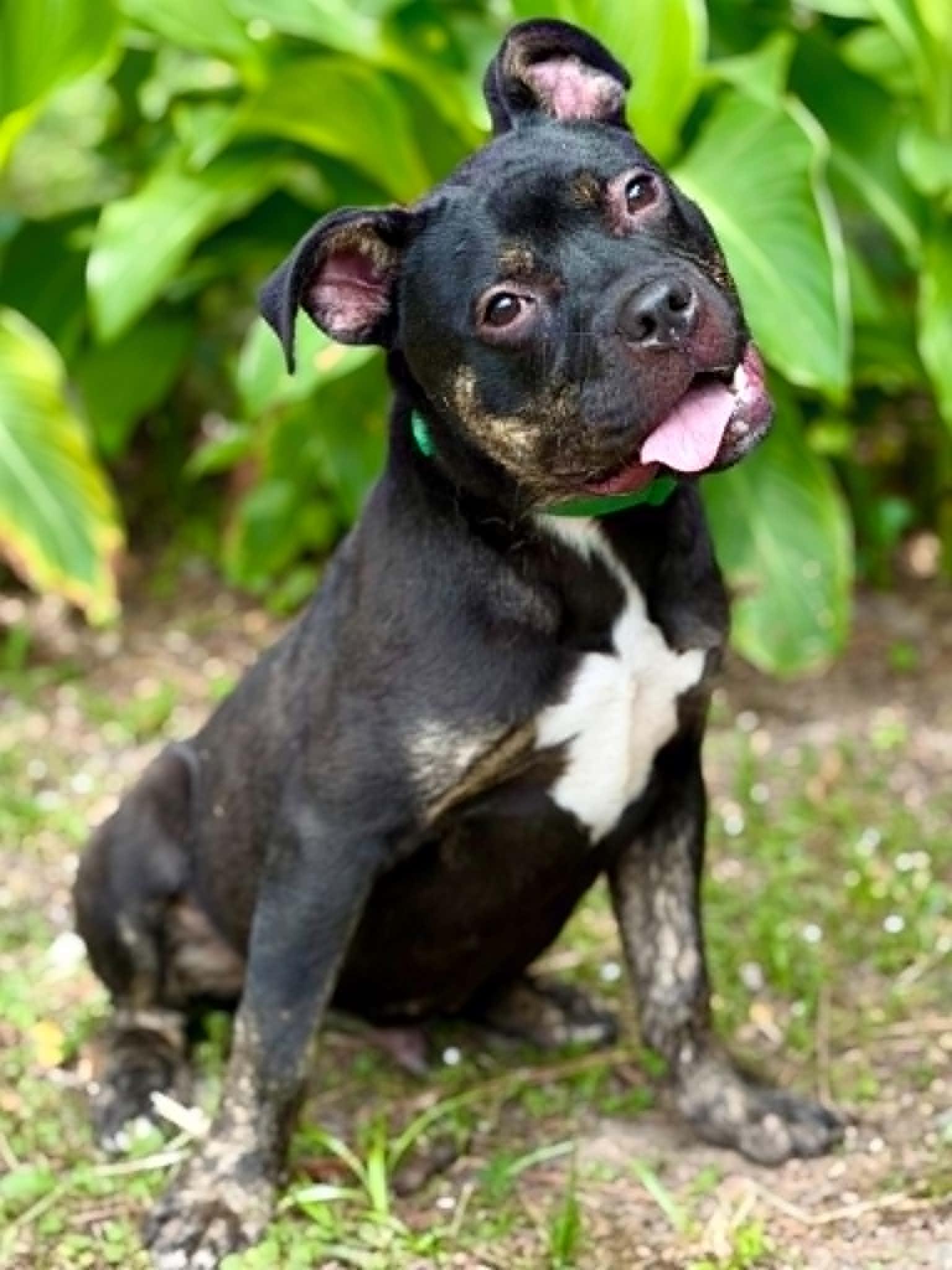Enlarge Rutkus, a ADOPTABLE mixed breed in Brunswick, ME image 5/5