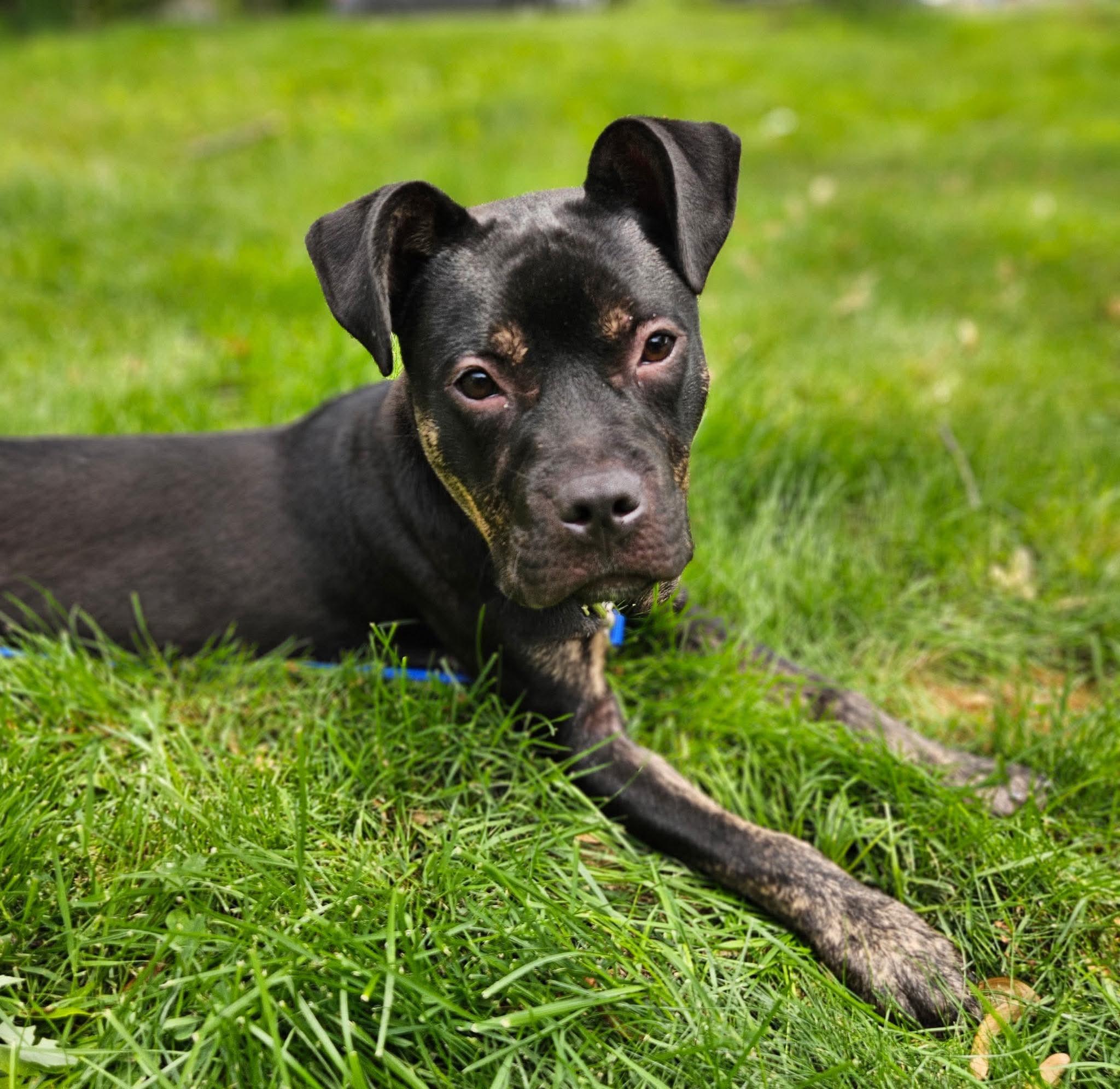 Enlarge Rutkus, a ADOPTABLE mixed breed in Brunswick, ME image 3/5