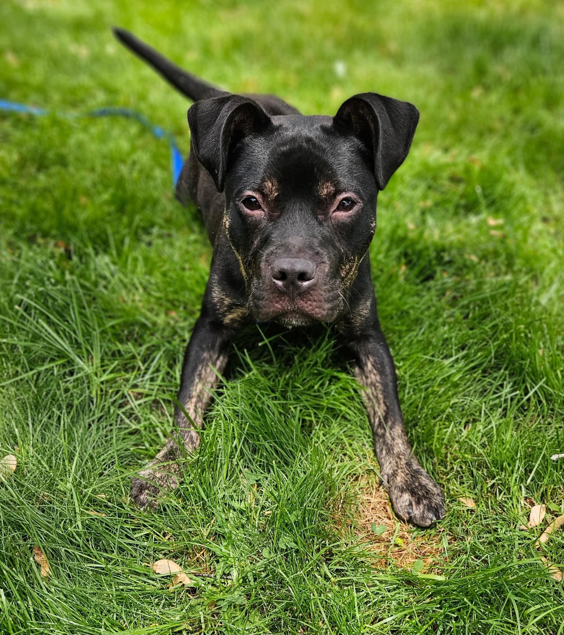 Enlarge Rutkus, a ADOPTABLE mixed breed in Brunswick, ME image 4/5