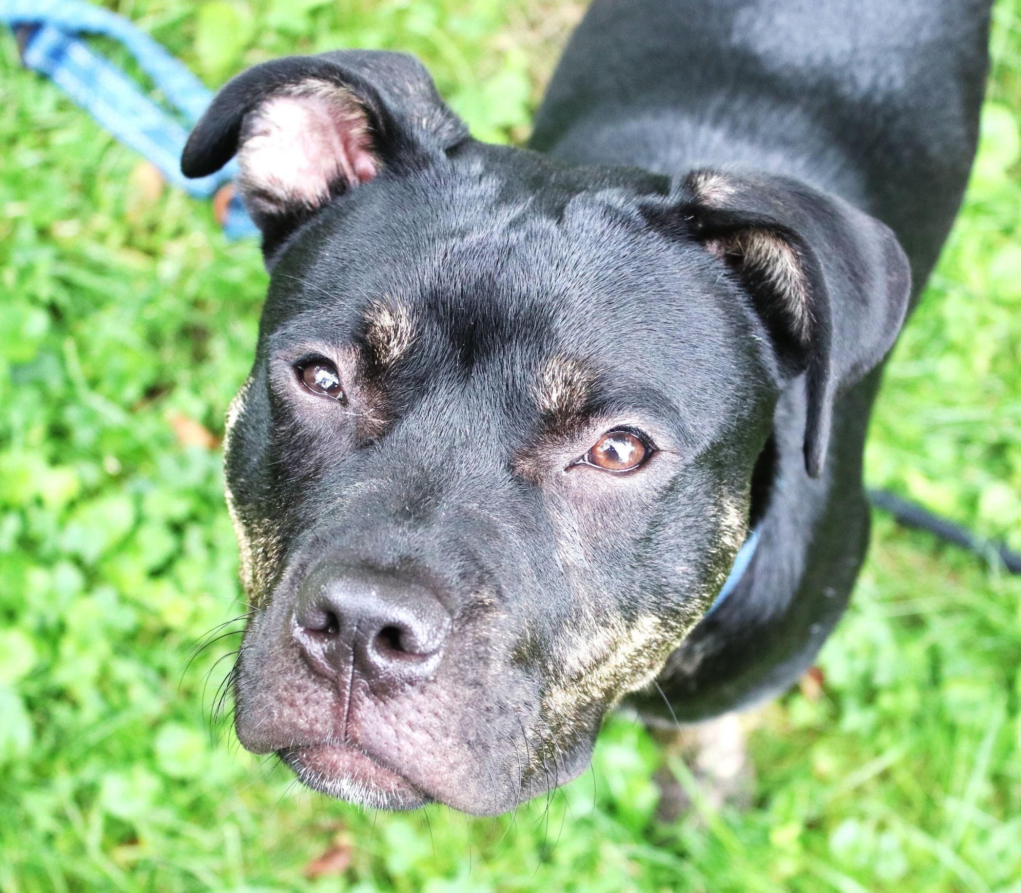 Rutkus, a ADOPTABLE mixed breed in Brunswick, ME image 5/6