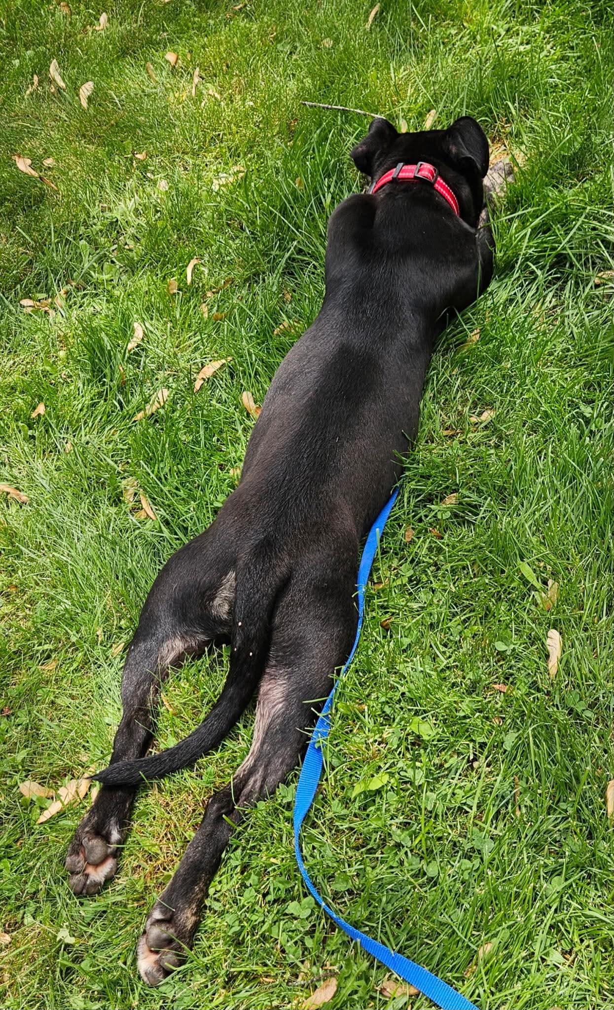 Enlarge Rutkus, a ADOPTABLE mixed breed in Brunswick, ME image 2/5