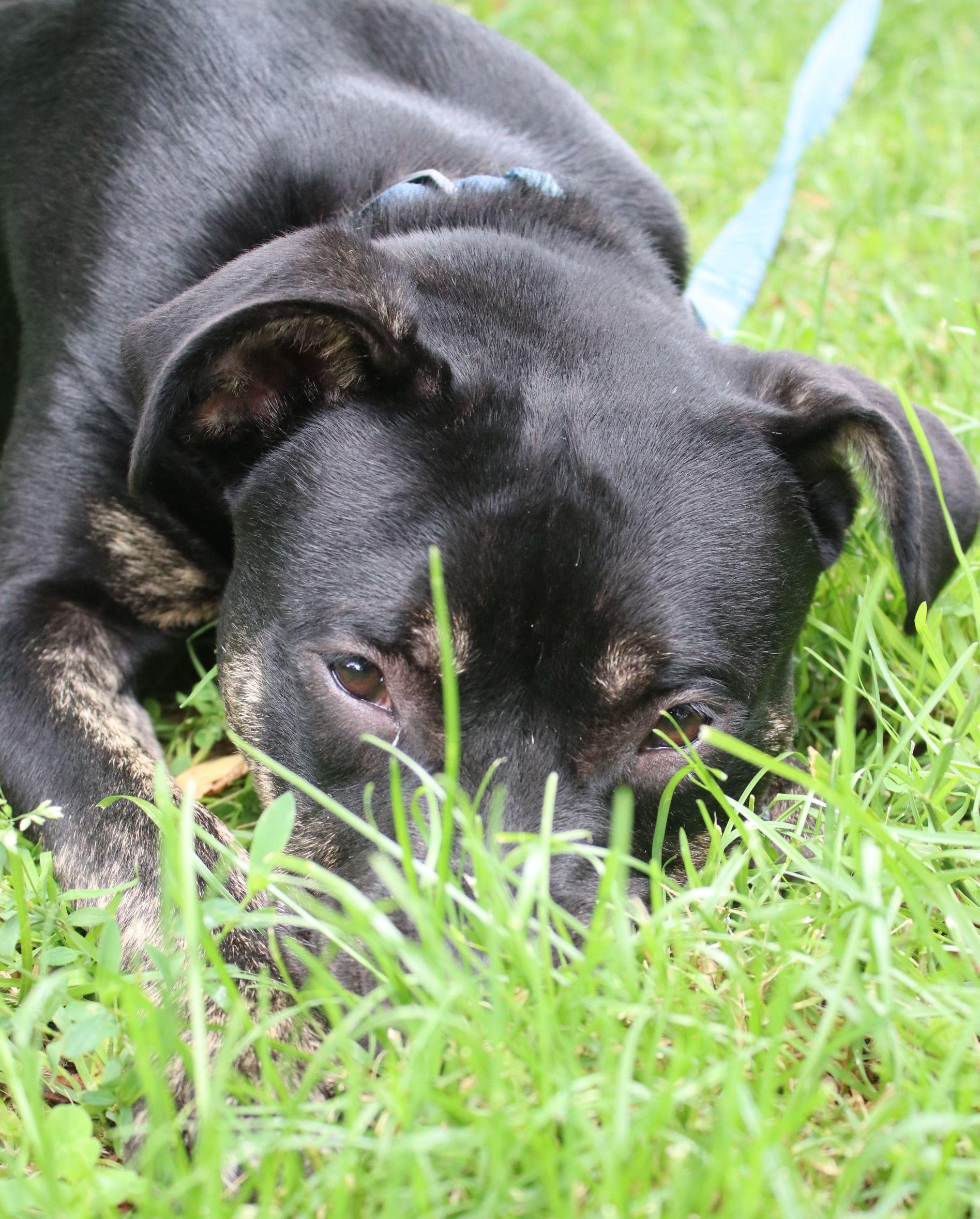 Rutkus, a ADOPTABLE mixed breed in Brunswick, ME image 6/6