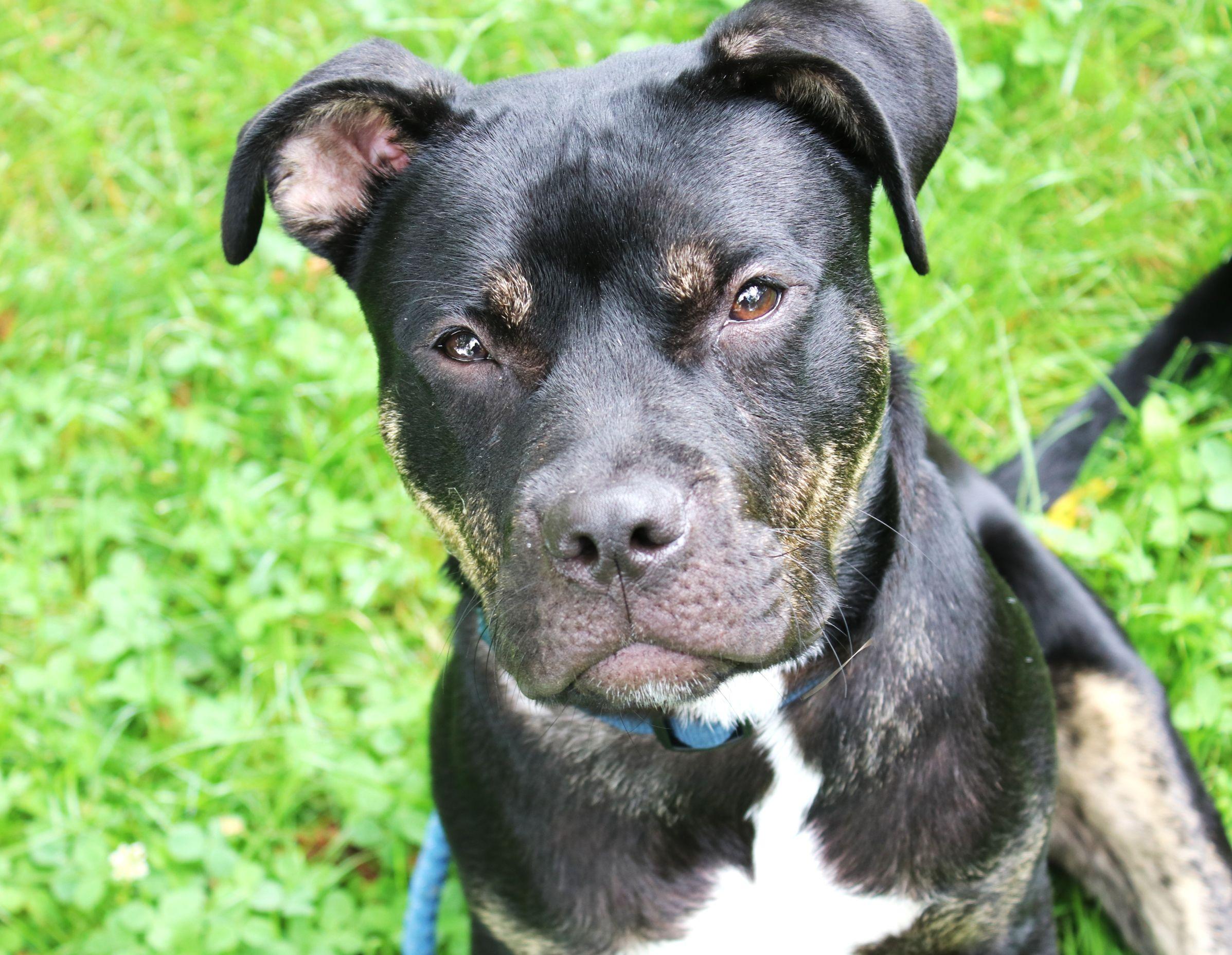 Rutkus, a ADOPTABLE mixed breed in Brunswick, ME image 3/6