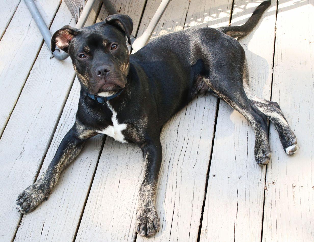 Rutkus, a ADOPTABLE mixed breed in Brunswick, ME image 4/6