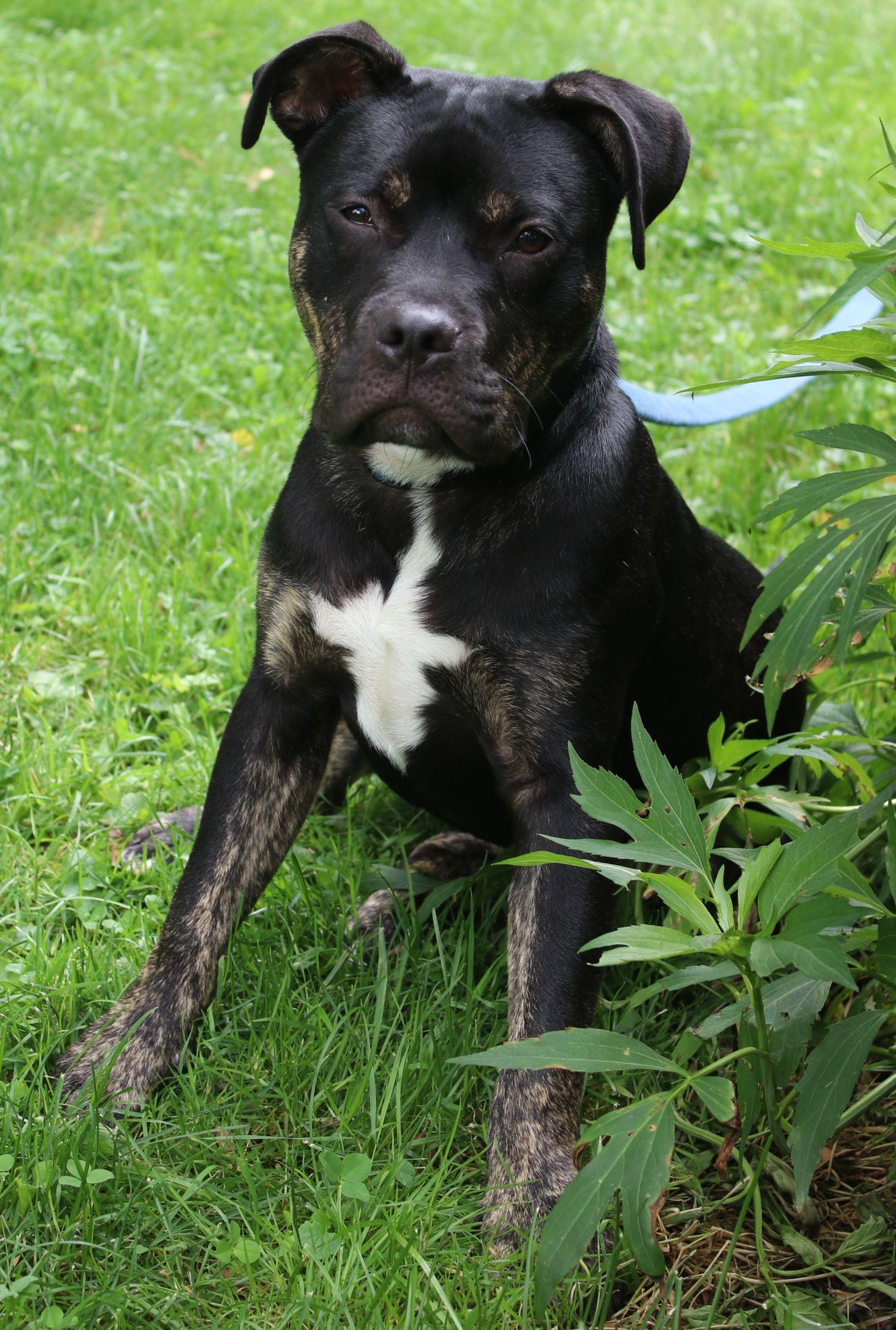 Rutkus, ADOPTABLE, Puppy Male American Bulldog.