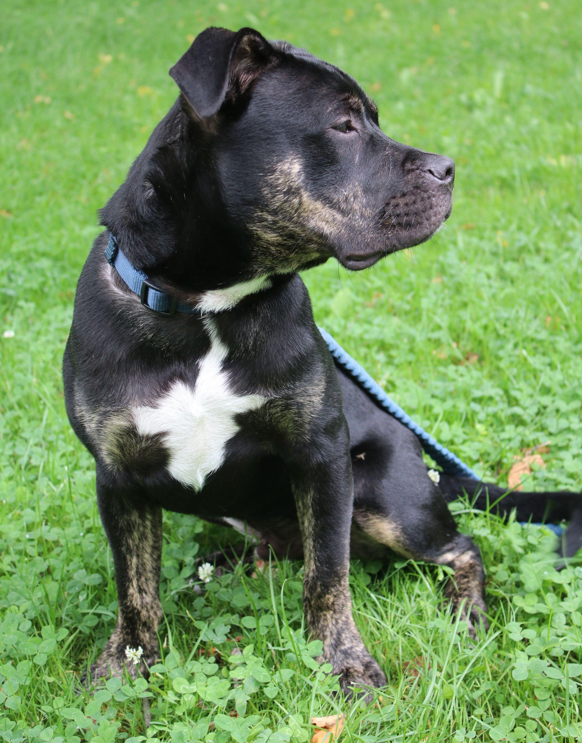 Rutkus, a ADOPTABLE mixed breed in Brunswick, ME image 2/6