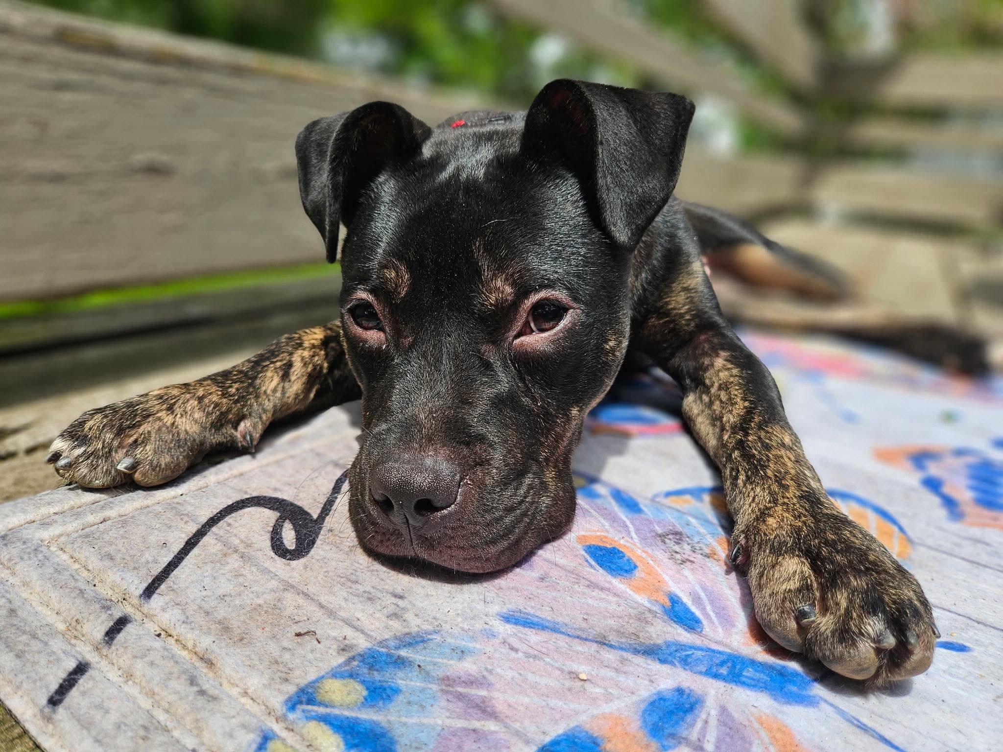 Enlarge Rutkus, a ADOPTABLE mixed breed in Brunswick, ME image 1/5