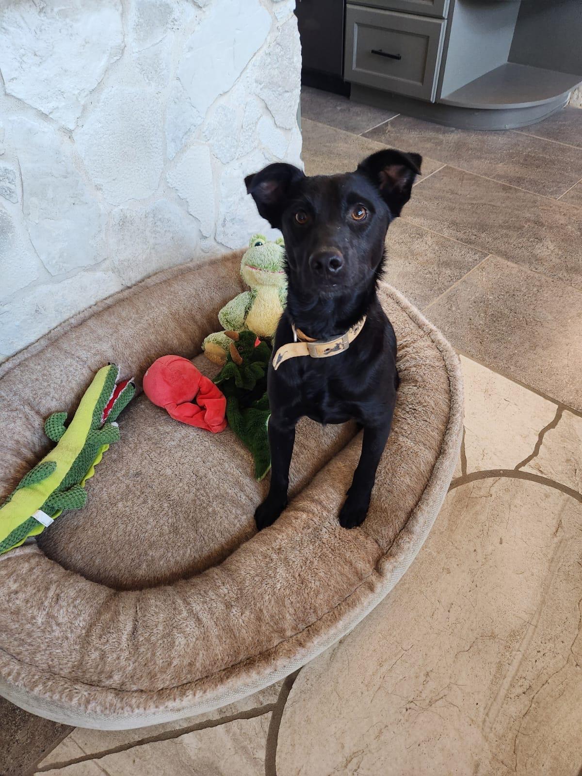 Bambam, Adoptable, Young Male Black Labrador Retriever & Manchester Terrier.