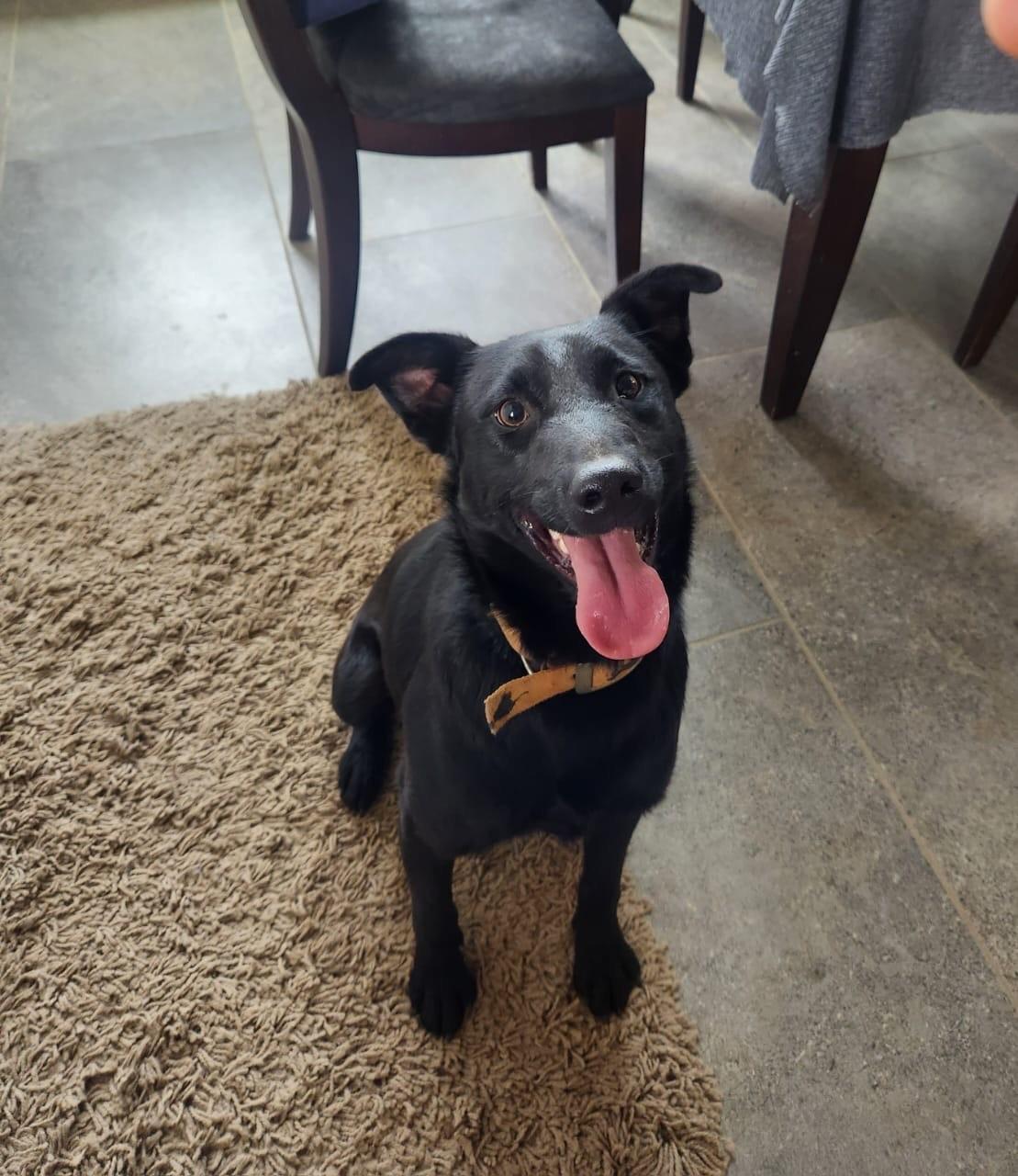 Enlarge Bambam, a Adoptable mixed breed in Lake Forest, CA image 2/6
