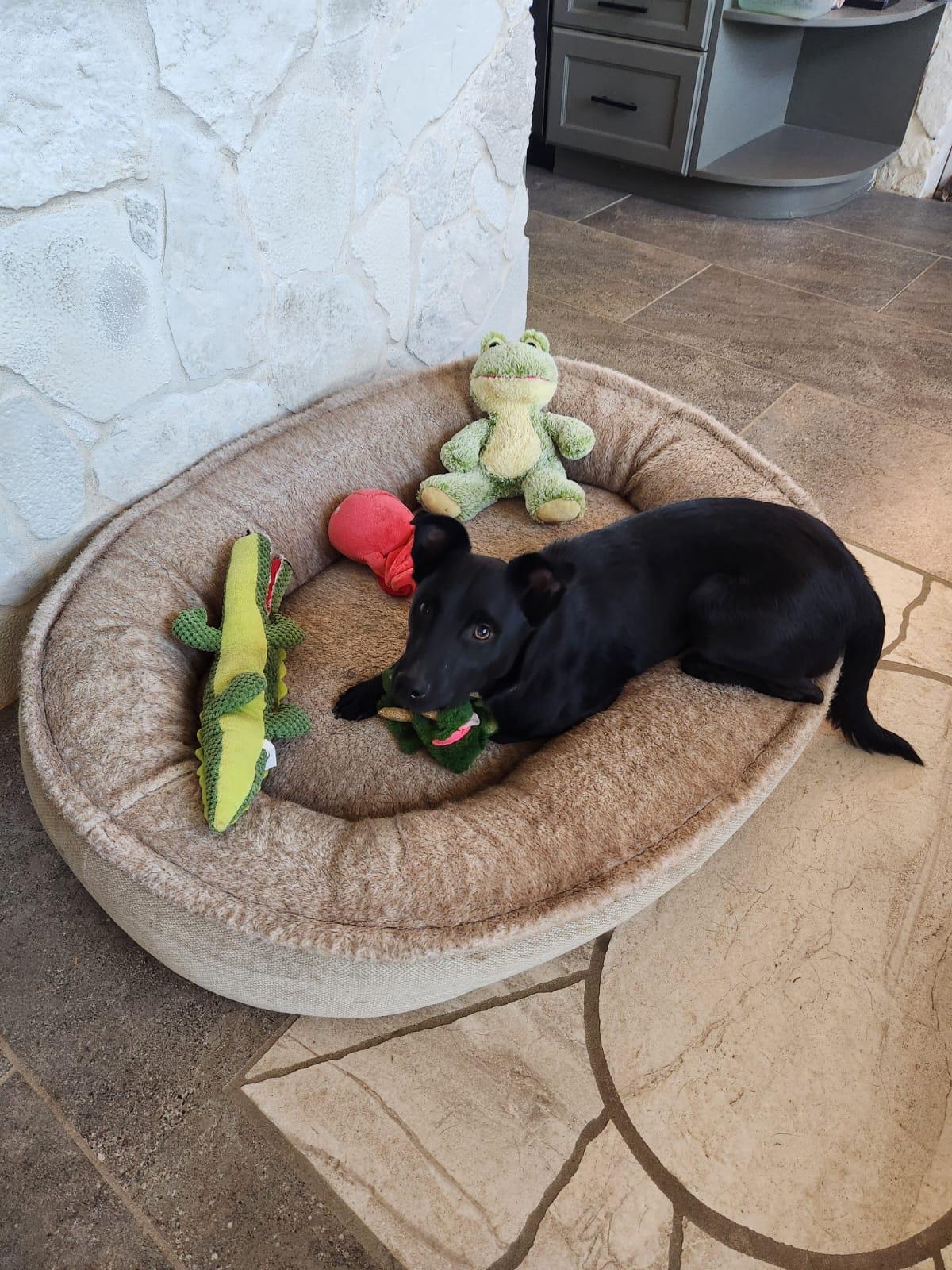 Enlarge Bambam, a Adoptable mixed breed in Lake Forest, CA image 6/6