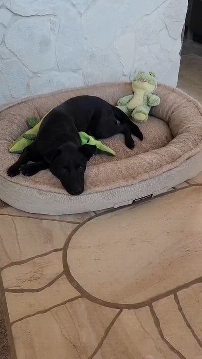 Enlarge Bambam, a Adoptable mixed breed in Lake Forest, CA video 5/6