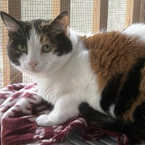 Enlarge Miss Crabtree, a Adoptable Domestic Short Hair in Concord, NH image 1/1