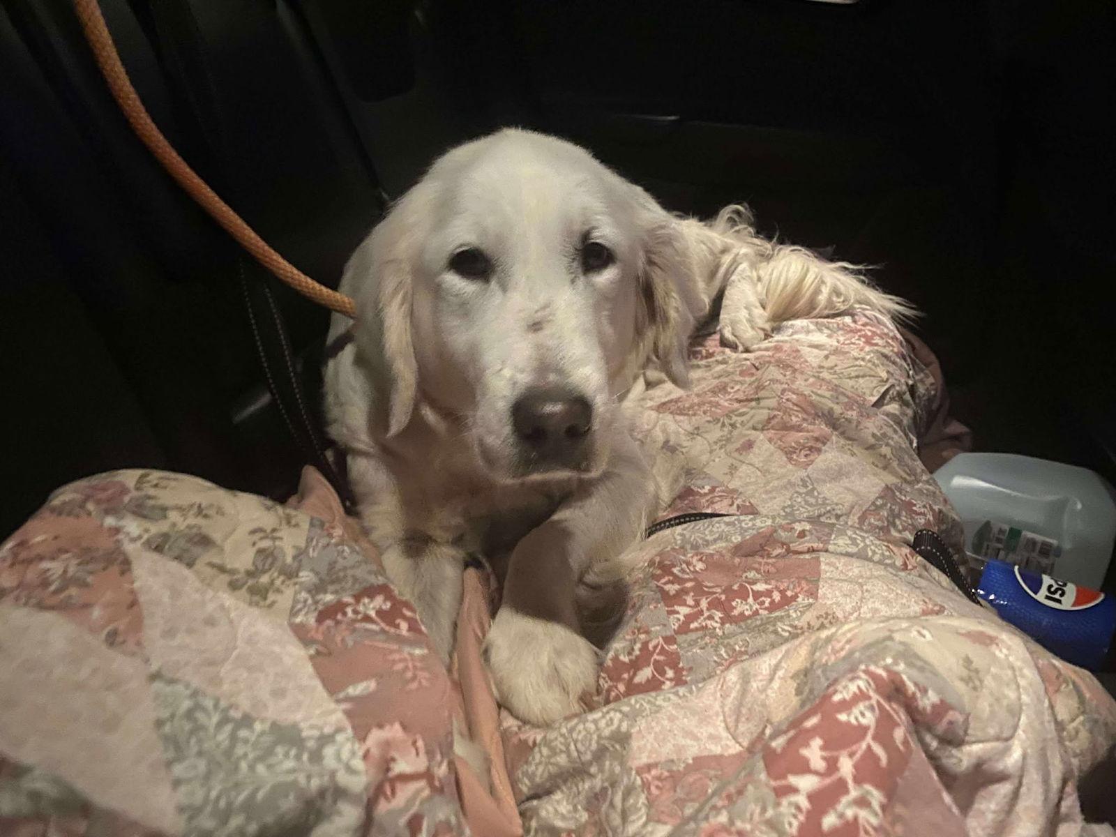 Enlarge Opal, a Adopted Golden Retriever in Lewistown, PA image 1/2