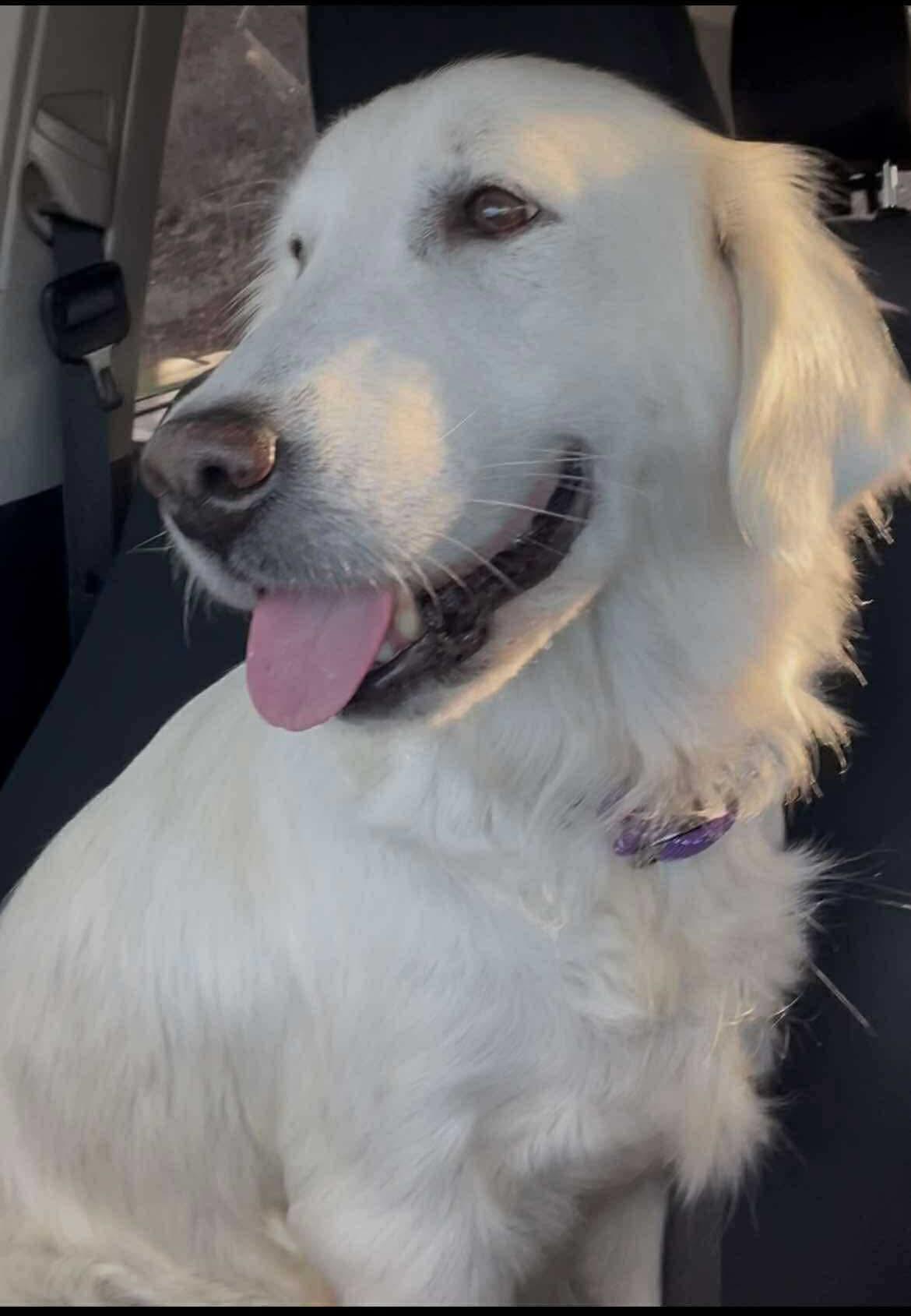 Enlarge Opal, a Adopted Golden Retriever in Lewistown, PA image 2/2