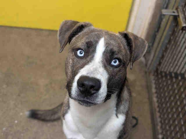 ZEUS, Adoptable, Young Male Pit Bull Terrier & Siberian Husky.