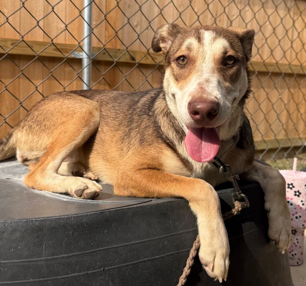 Enlarge Oakleigh, a Adoptable mixed breed in Luling, TX image 1/1