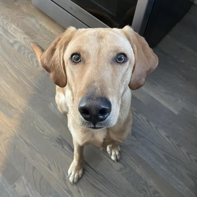 Mister Bob, ADOPTABLE, Young Male Labrador Retriever.