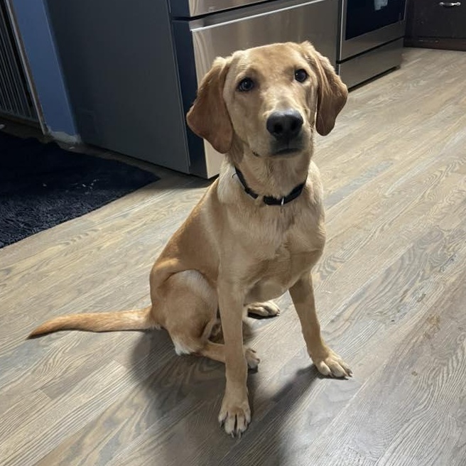 Enlarge Mister Bob, a ADOPTABLE mixed breed in Racine, WI image 2/3