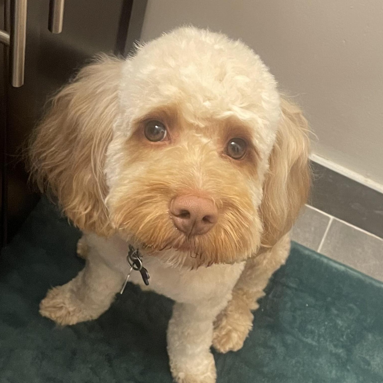 Enlarge Tigger, an adopted Cockapoo in Wrightstown, NJ image 3/6