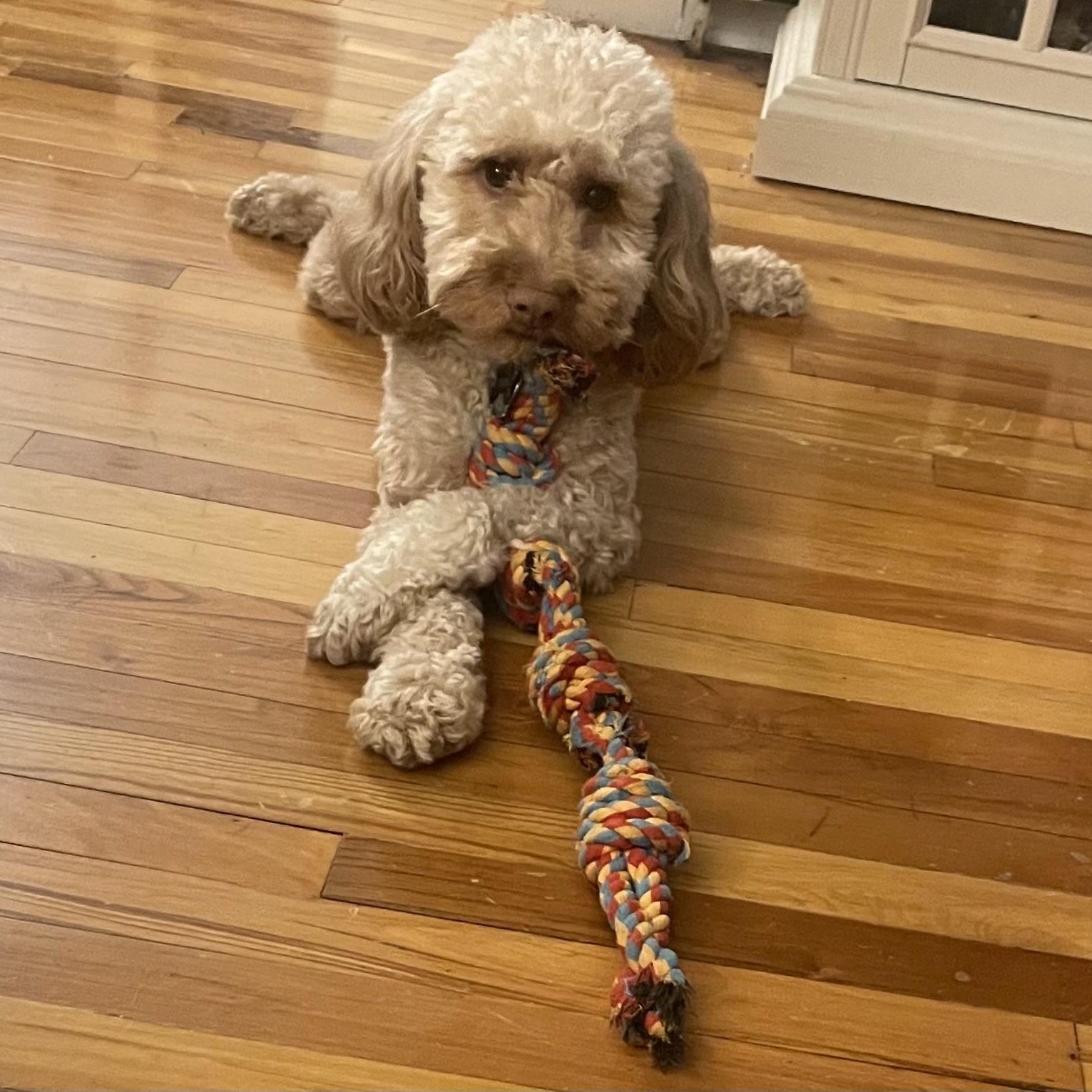 Enlarge Tigger, an adopted Cockapoo in Wrightstown, NJ image 4/6