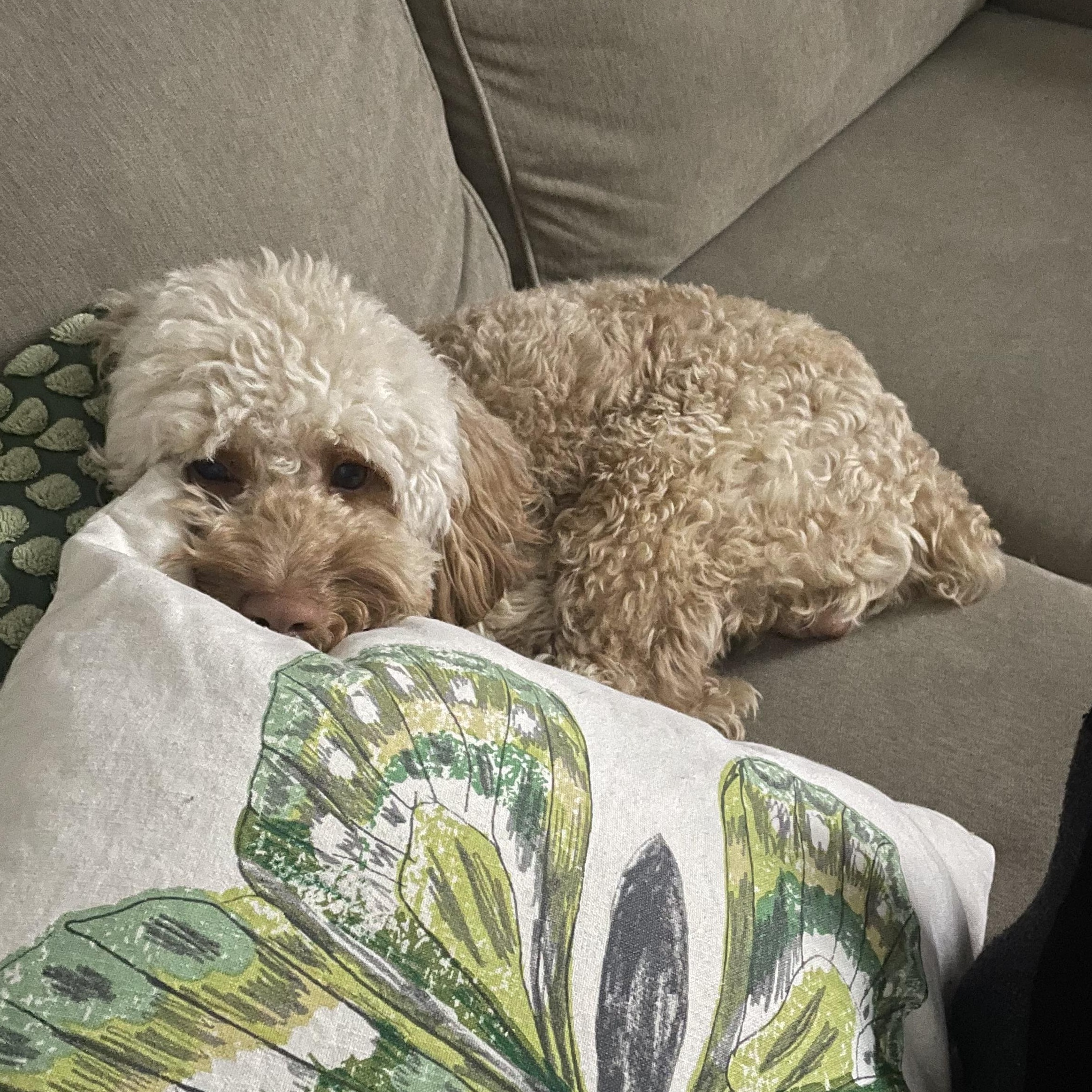 Enlarge Tigger, an adopted Cockapoo in Wrightstown, NJ image 5/6
