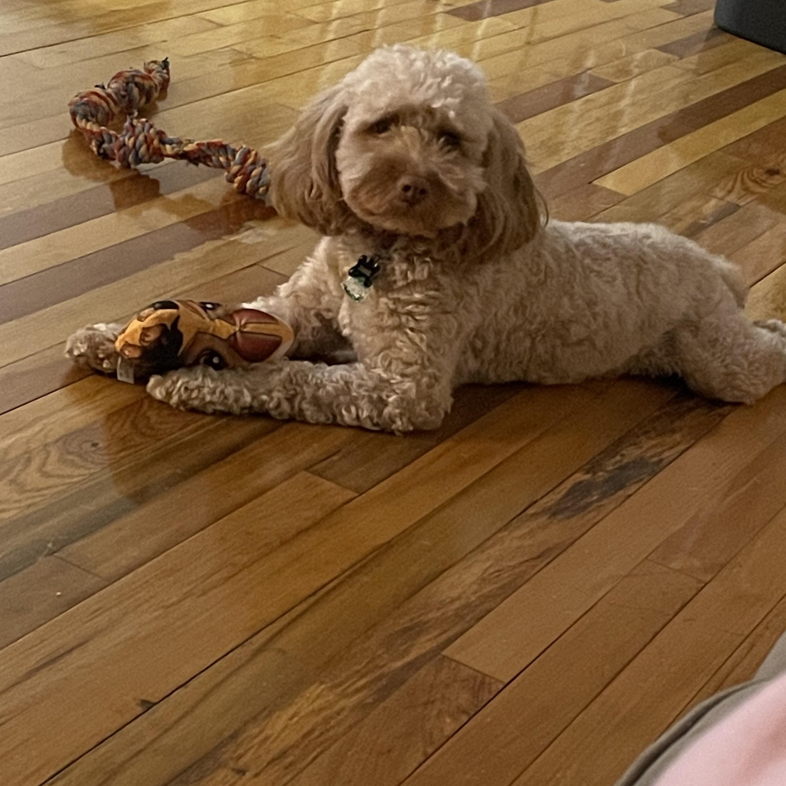 Tigger, adopted, Adult Male Cockapoo.