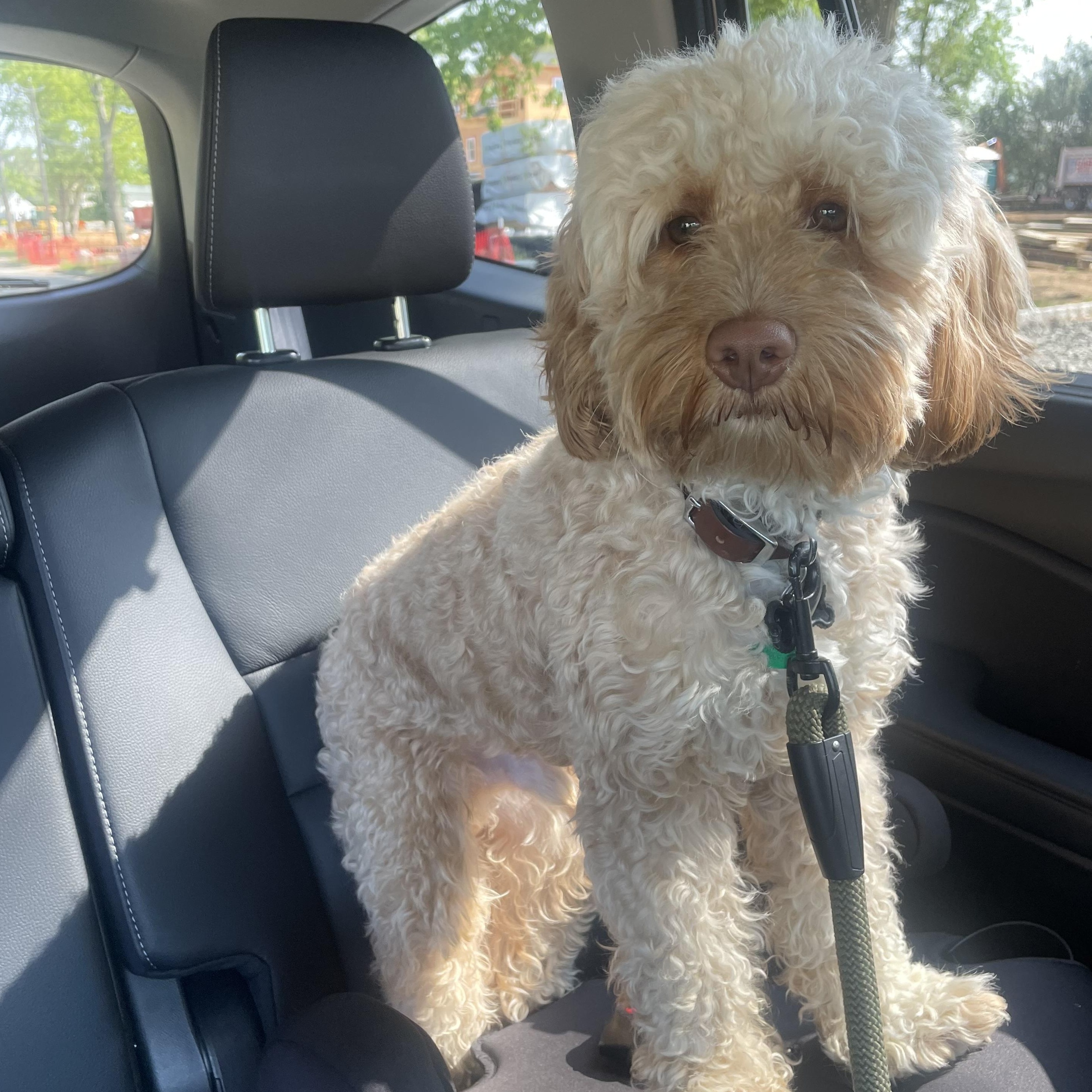 Enlarge Tigger, an adopted Cockapoo in Wrightstown, NJ image 6/6