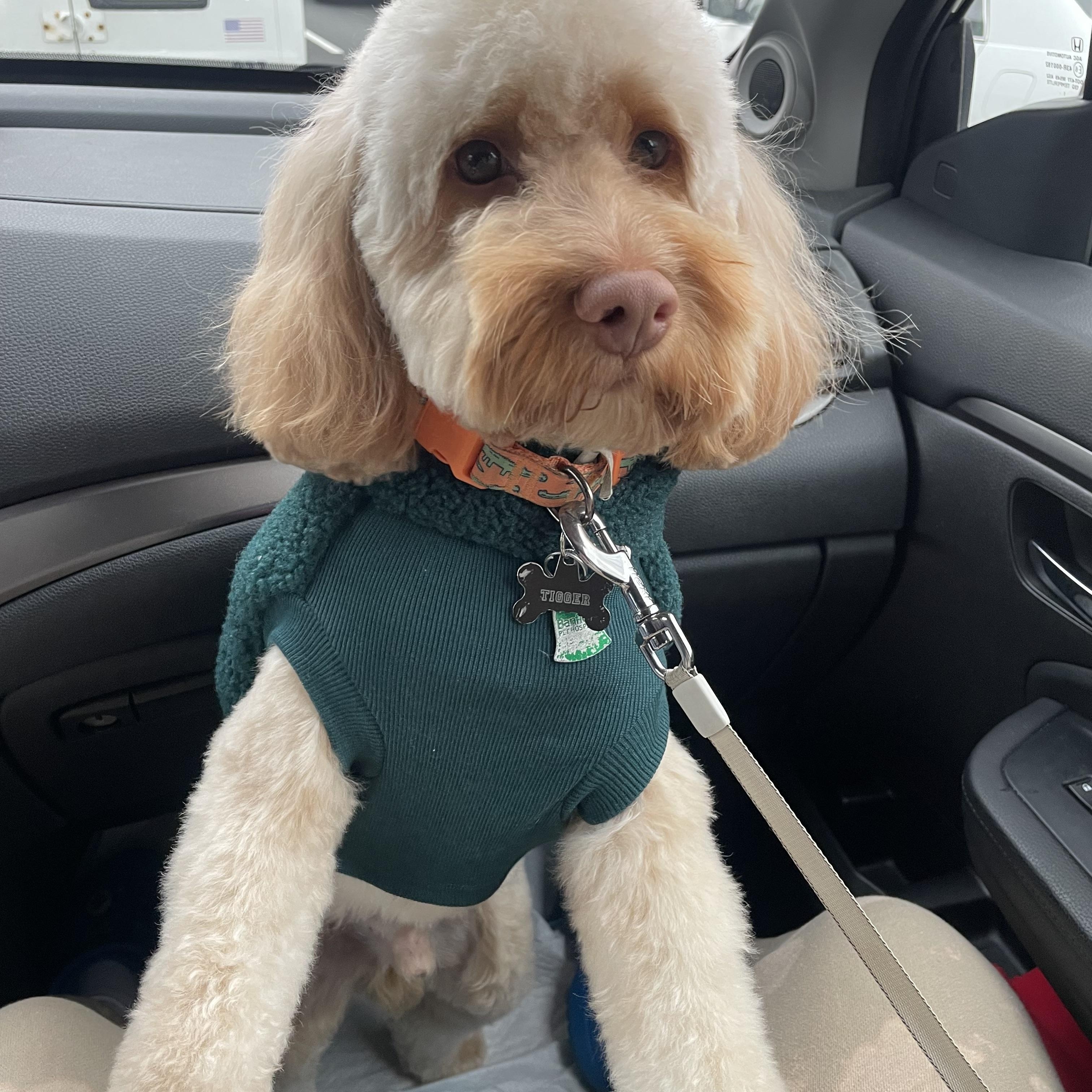 Enlarge Tigger, an adopted Cockapoo in Wrightstown, NJ image 2/6