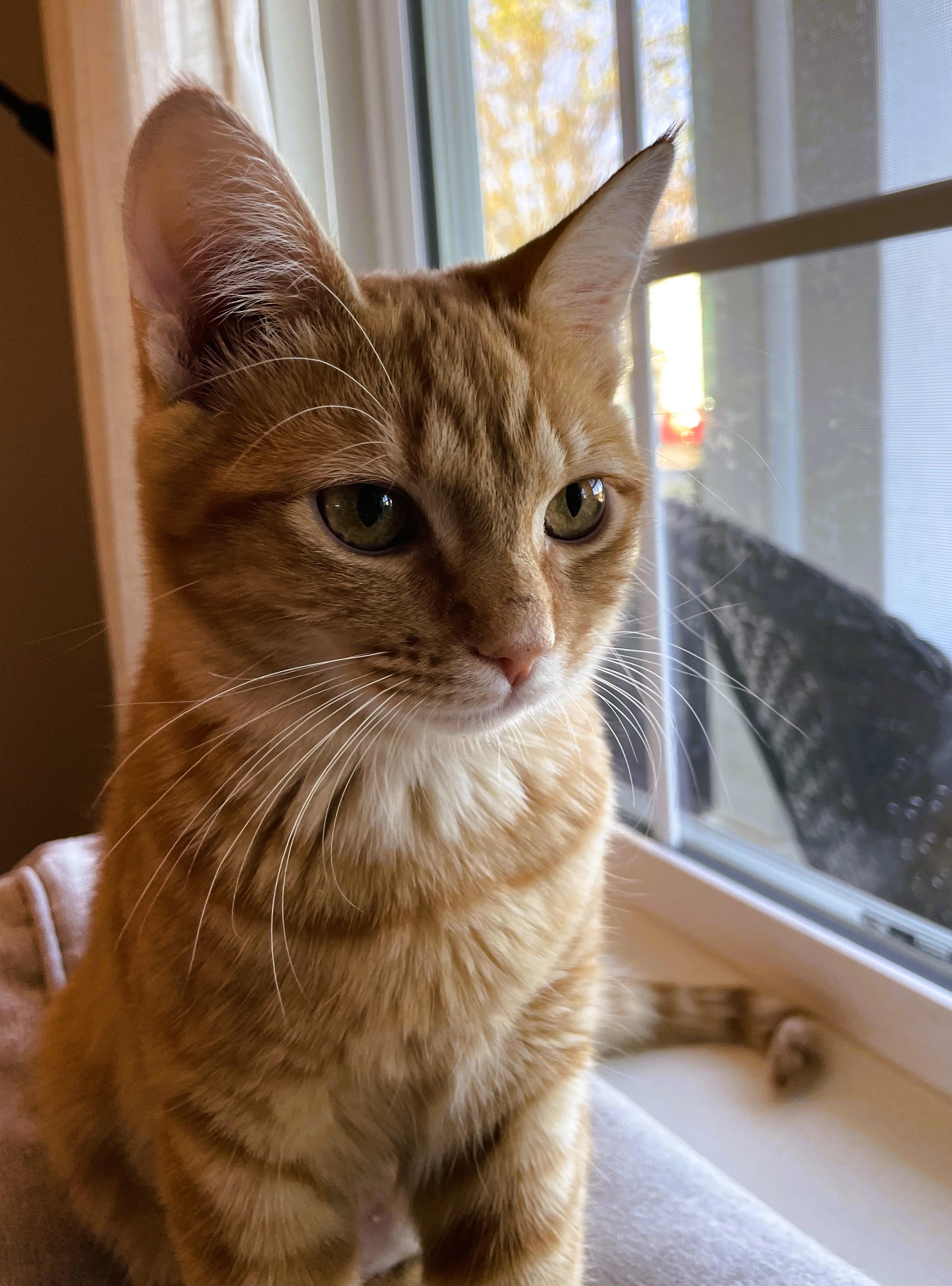Ginger and Biscuit, Adopted, Young Female British Shorthair.