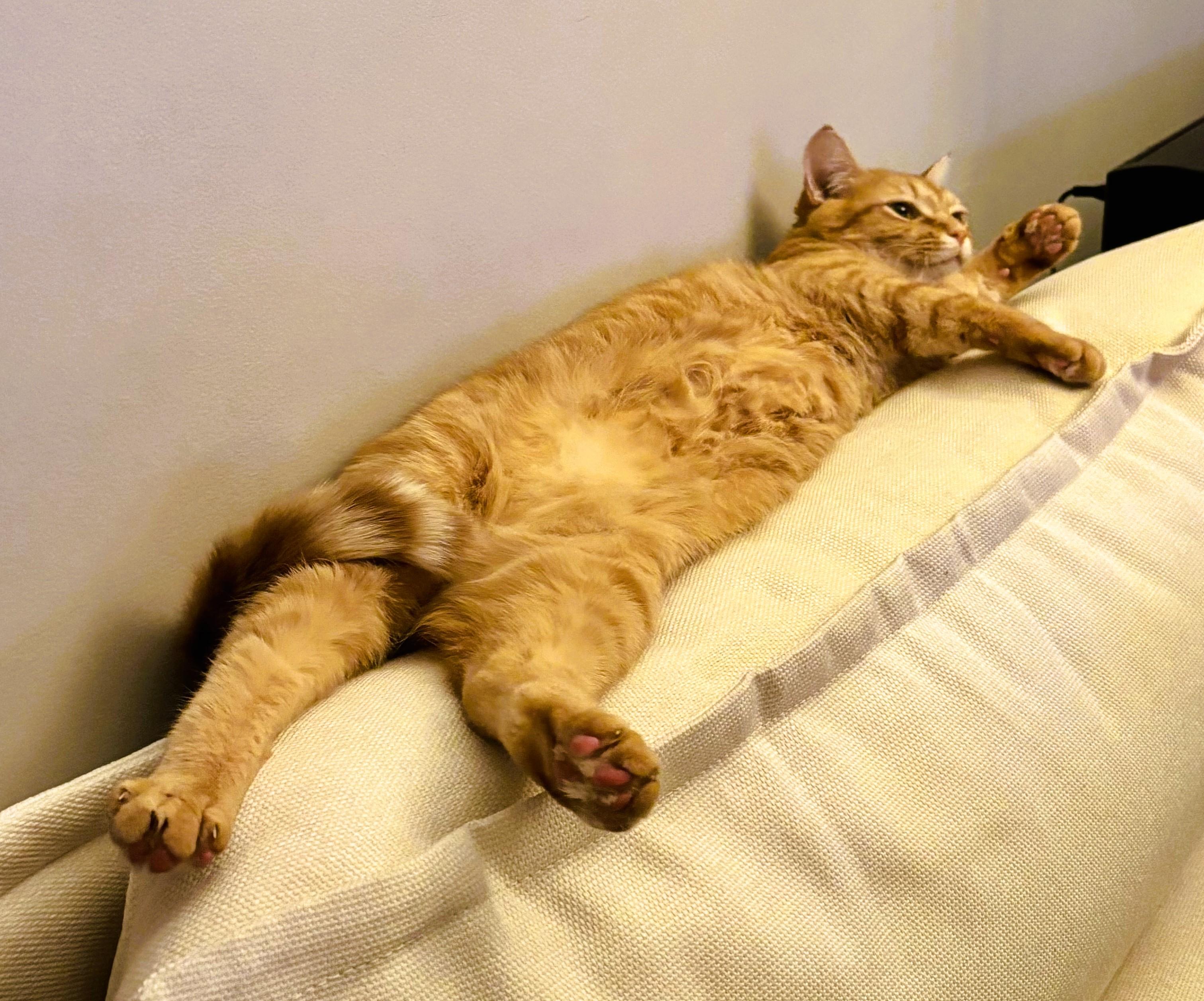 Enlarge Ginger and Biscuit, a Adopted British Shorthair in Nolensville, TN image 2/5